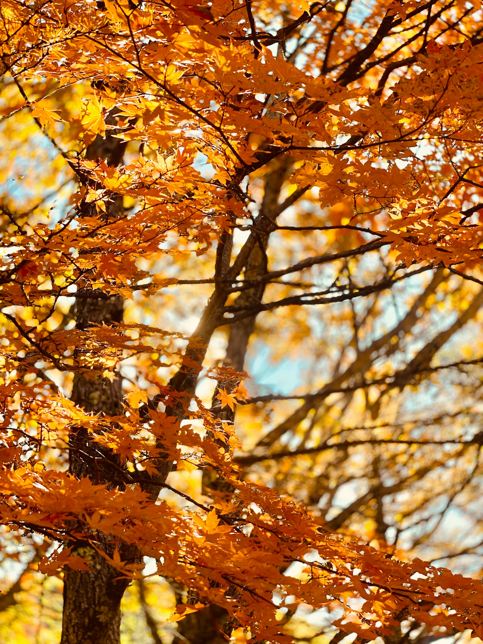 Gros plan sur des branches d'arbre avec des feuilles d'automne orange vif