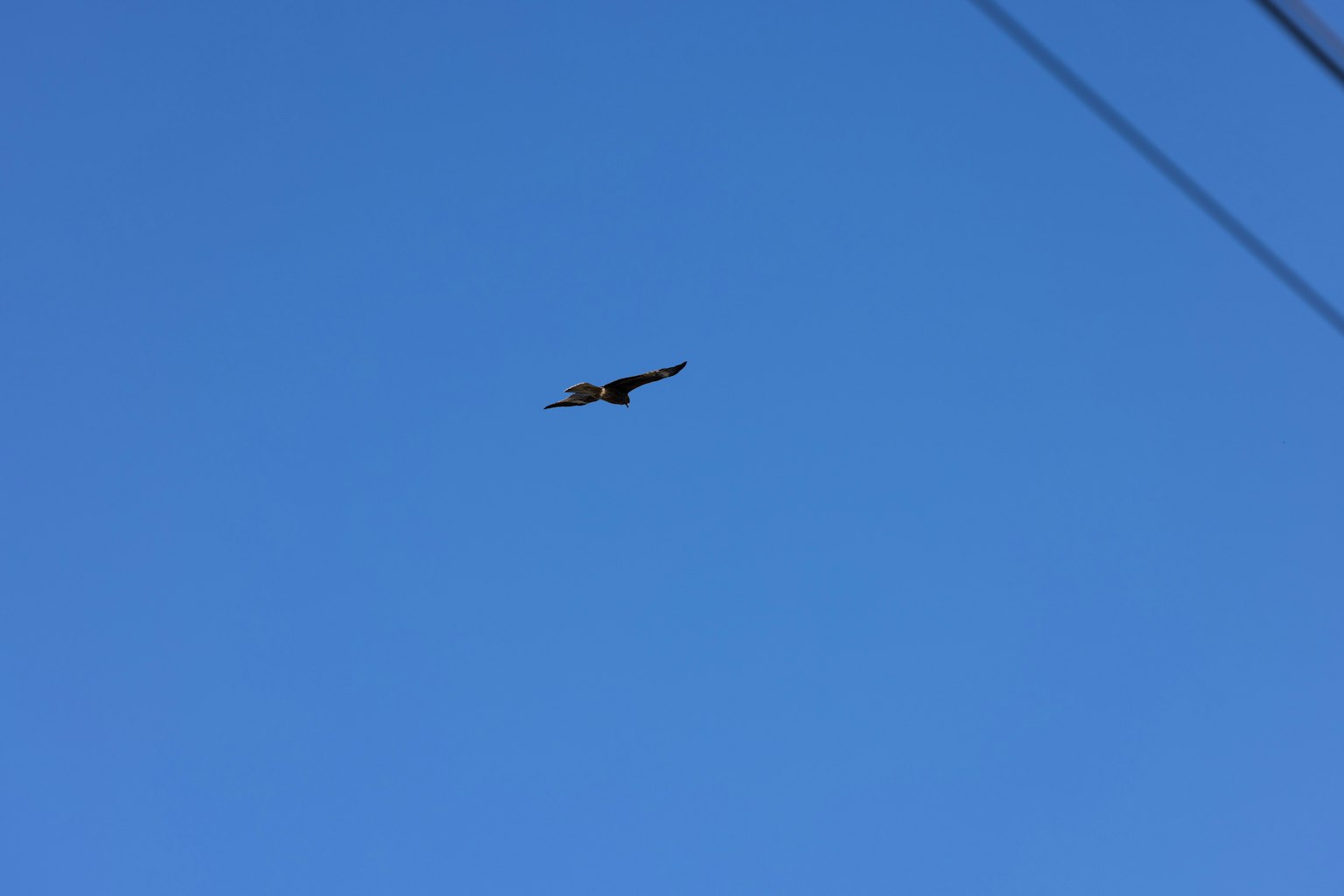 Silhouette eines Vogels, der in einem klaren blauen Himmel fliegt