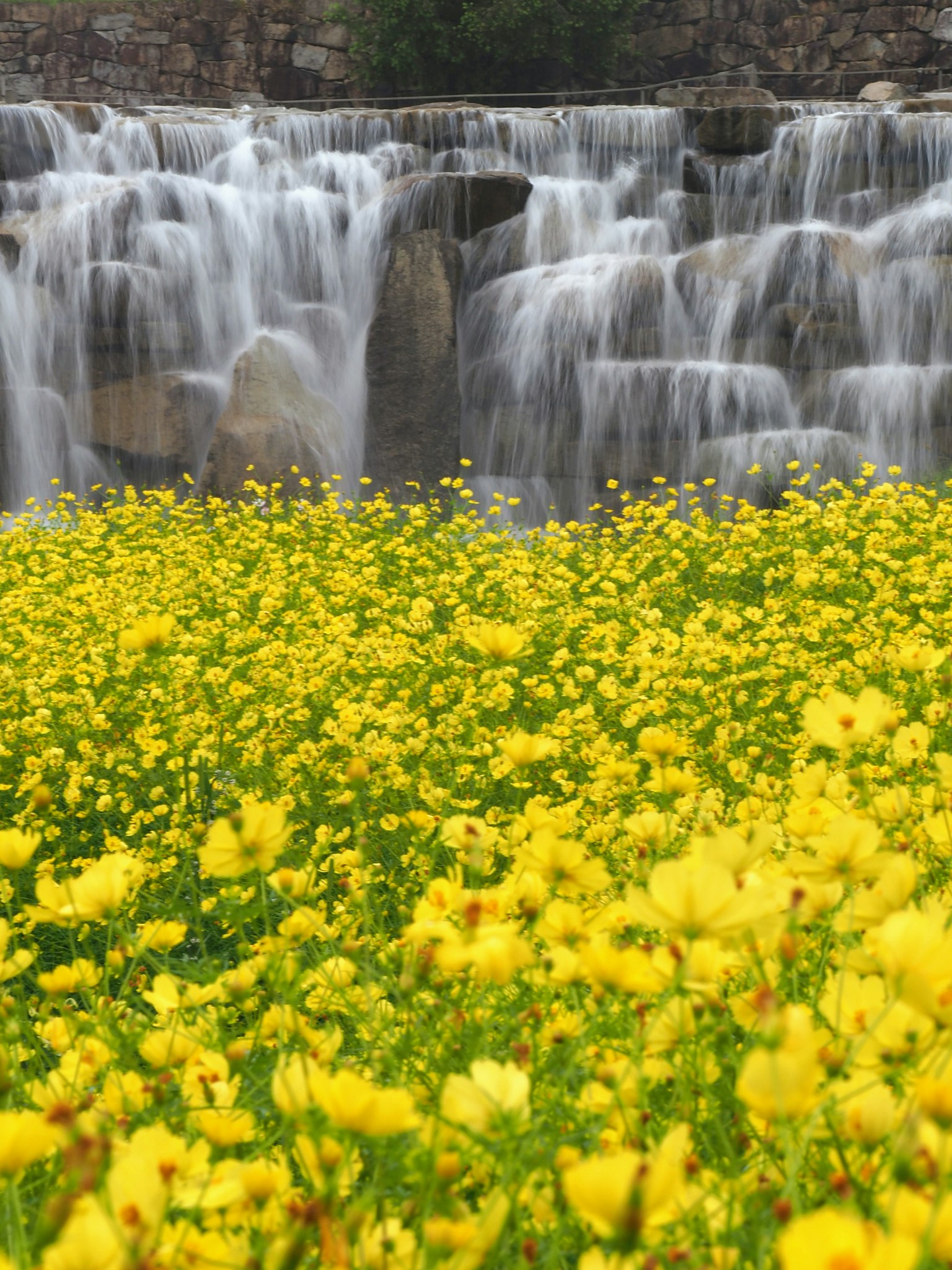 Fleurs jaunes vibrantes avec une cascade en arrière-plan