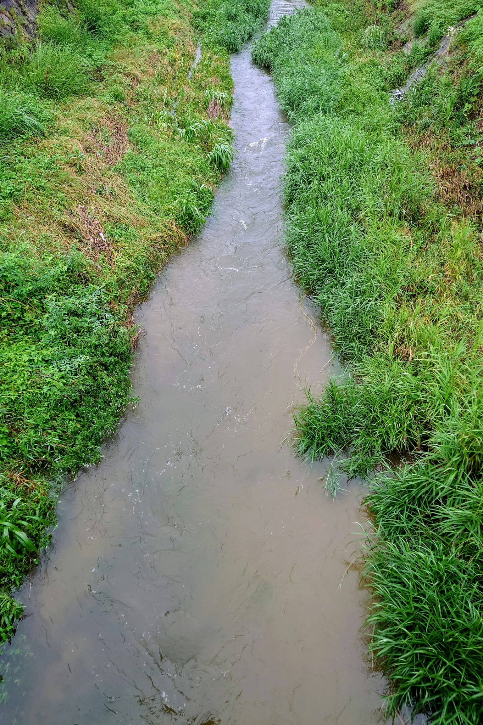 Image of a stream flowing through lush green grass