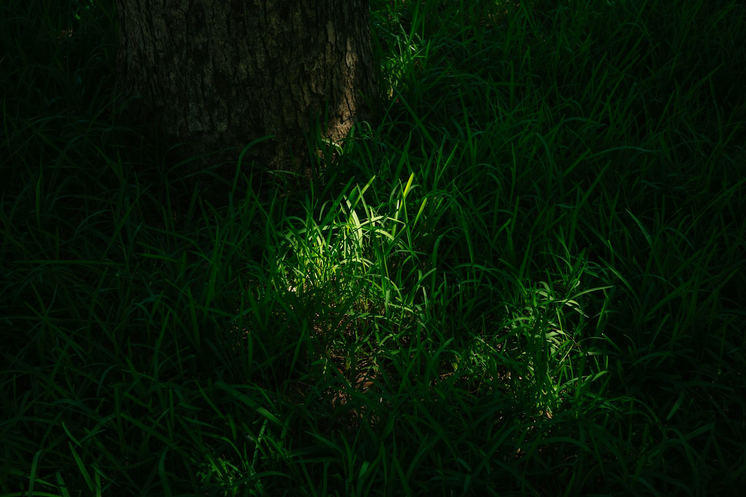 綠色草地上的光反射和黑暗背景
