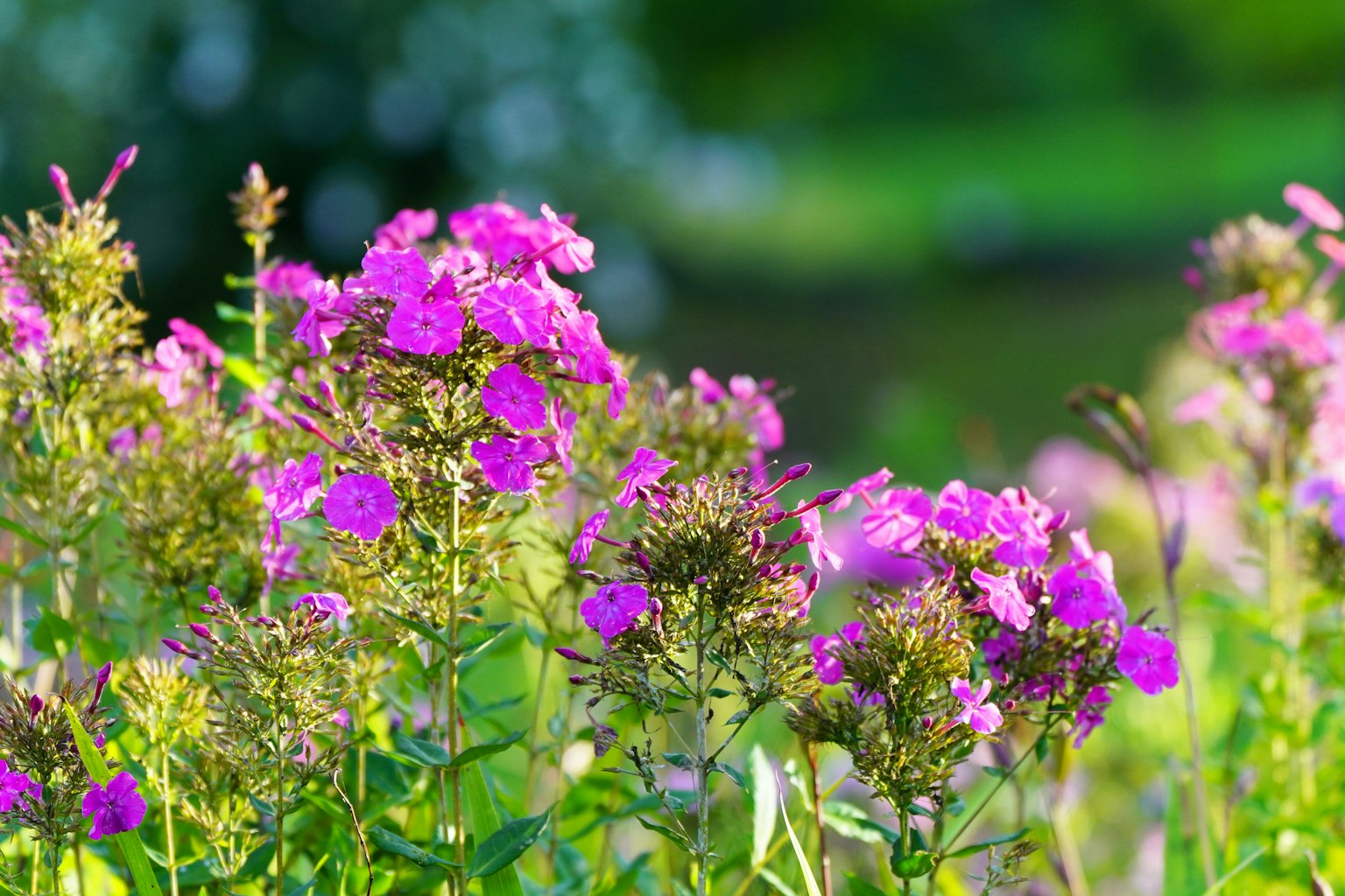 Vibrant pink phlox flowers blooming amidst lush green foliage