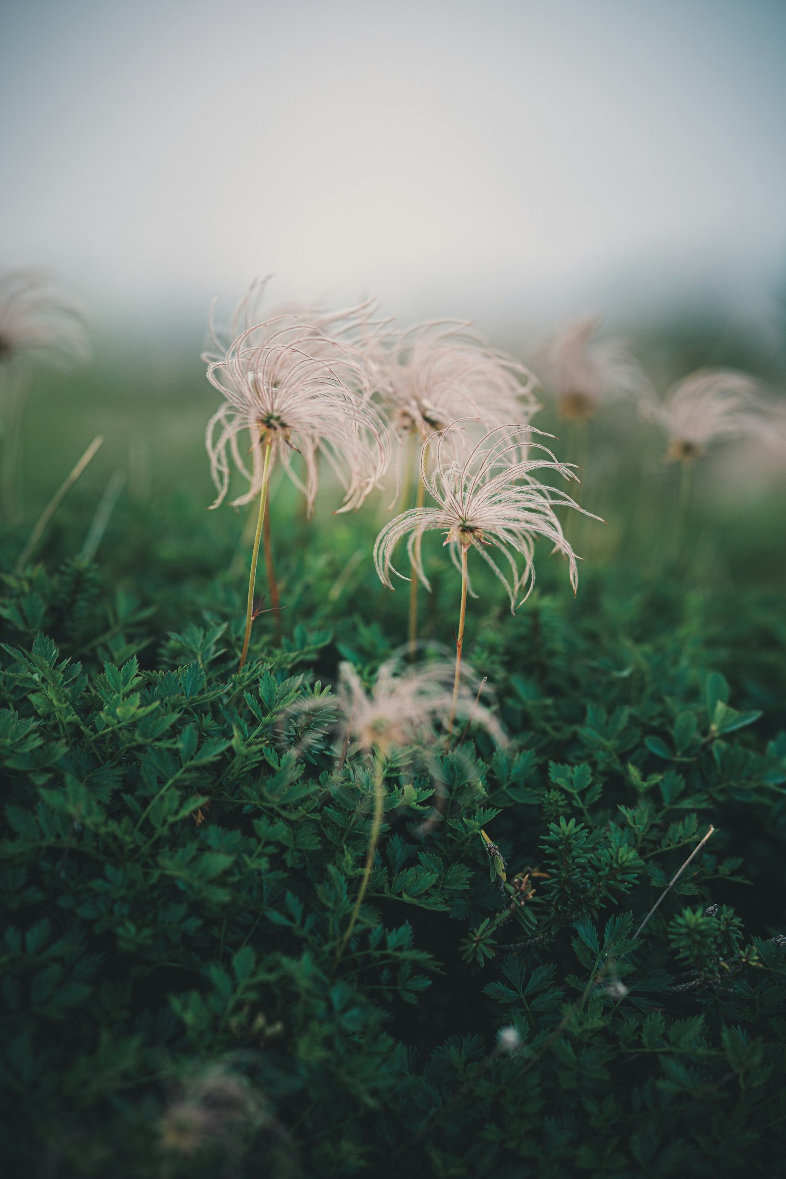 Delicate fiori chiari che fioriscono tra l'erba verde