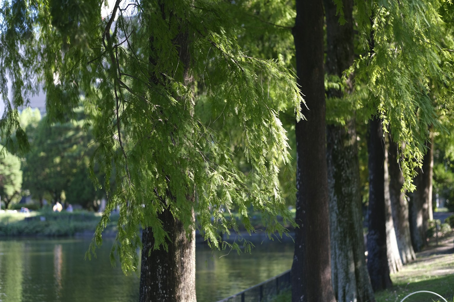 Arbres verts luxuriants bordant une scène de rivière sereine