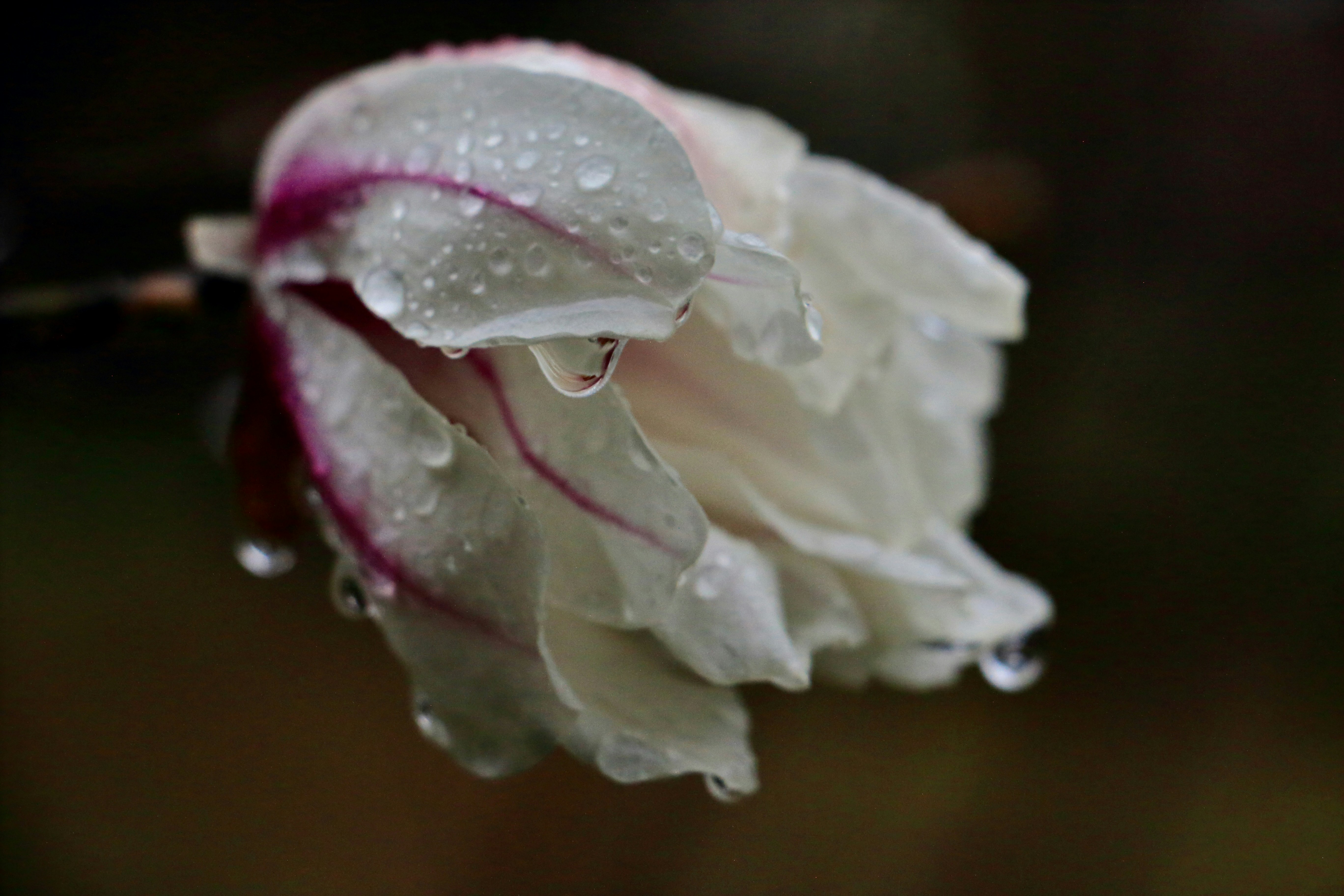 close-up of white flower petals with raindrops