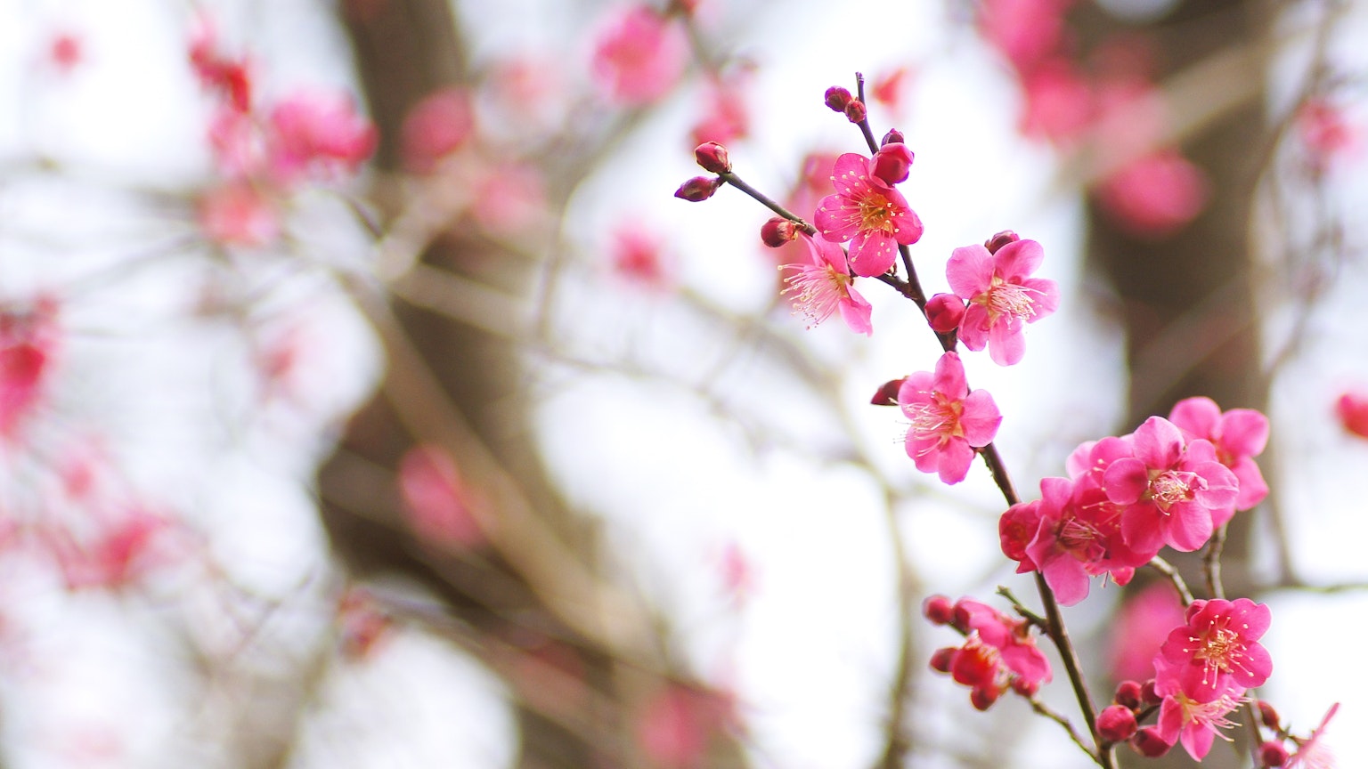 Acercamiento de flores de cerezo en una rama
