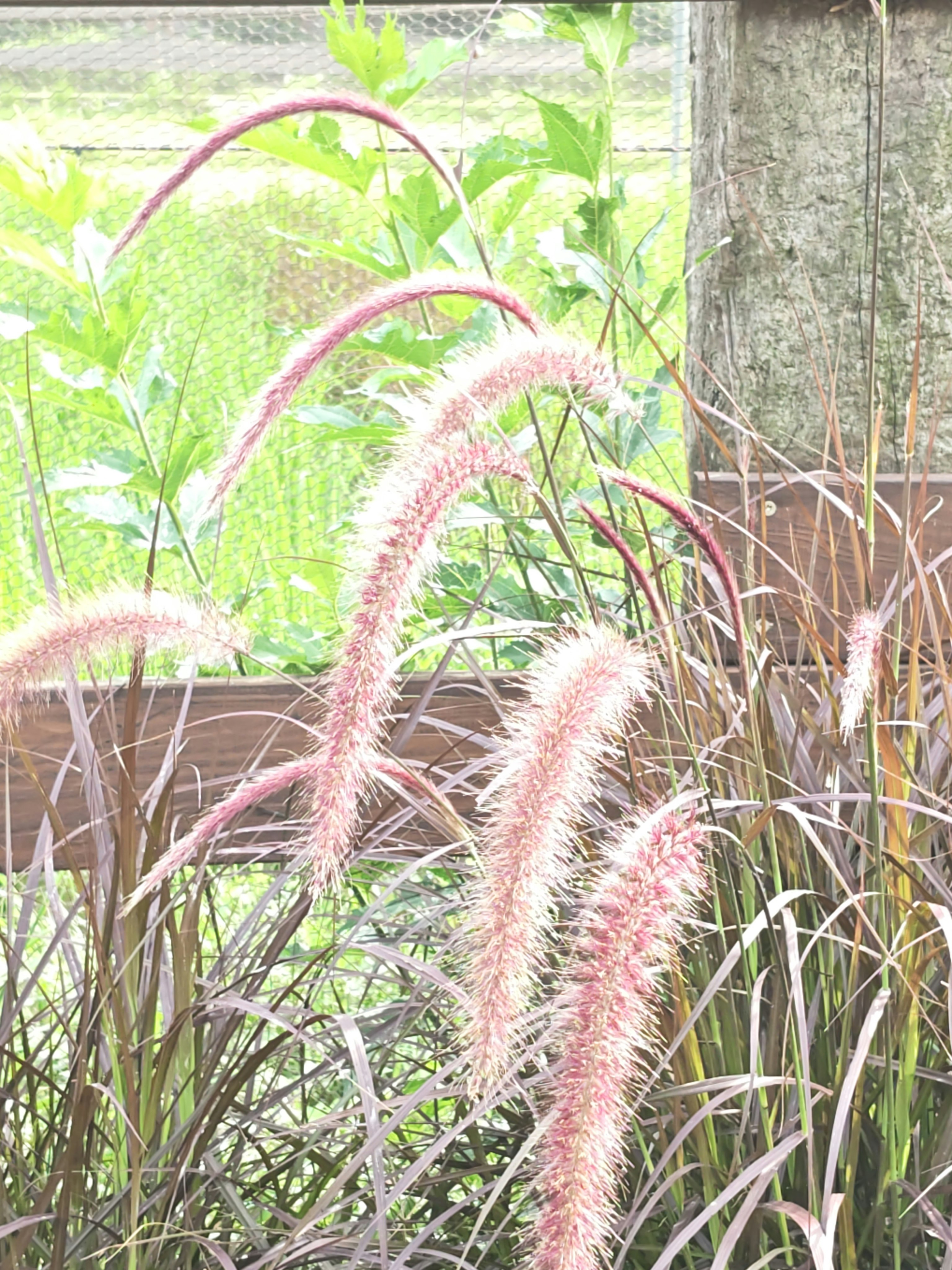 草むらに咲くふわふわの穂の植物