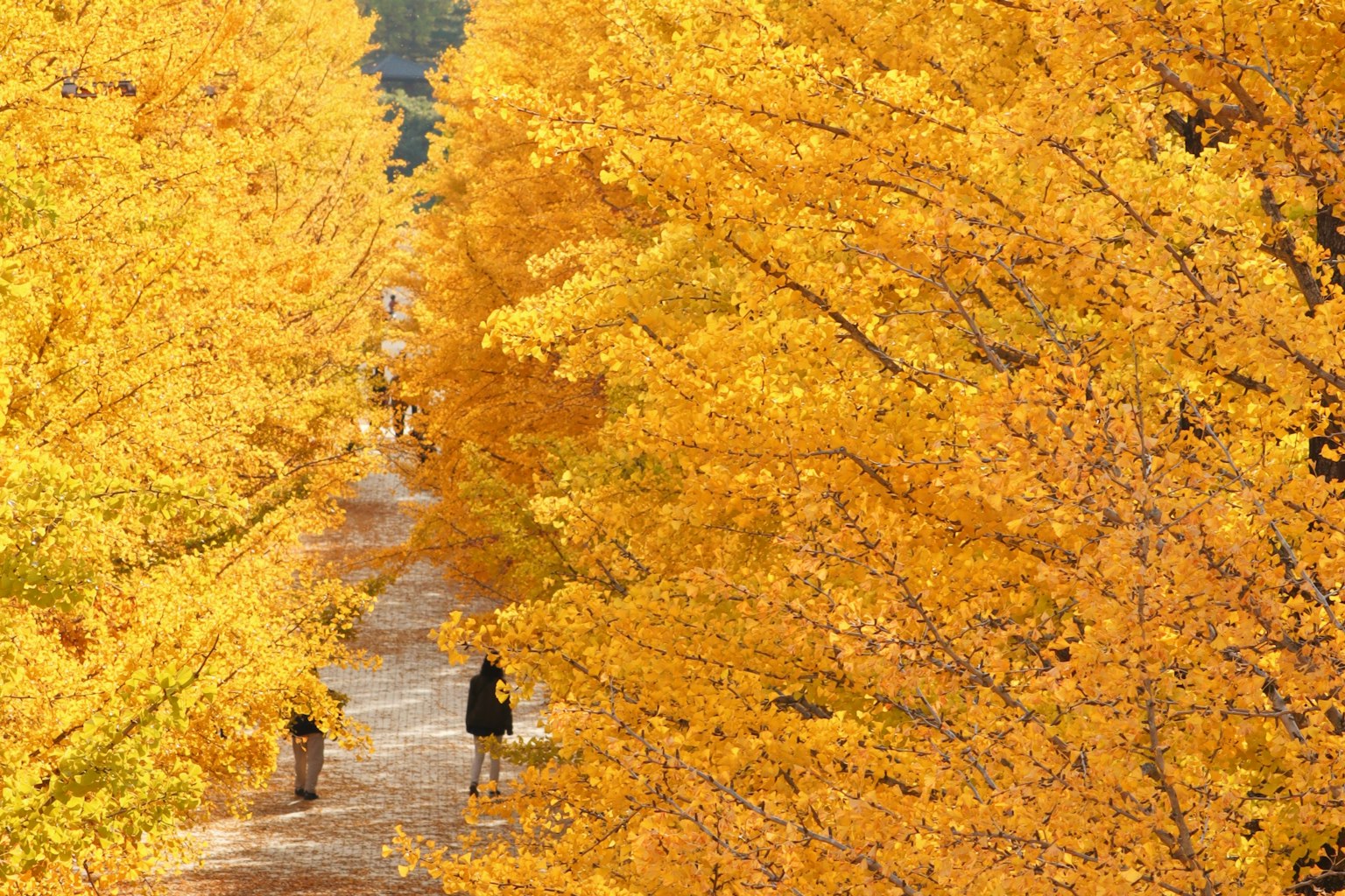 Un camino pintoresco rodeado de árboles de ginkgo amarillos vibrantes con personas caminando