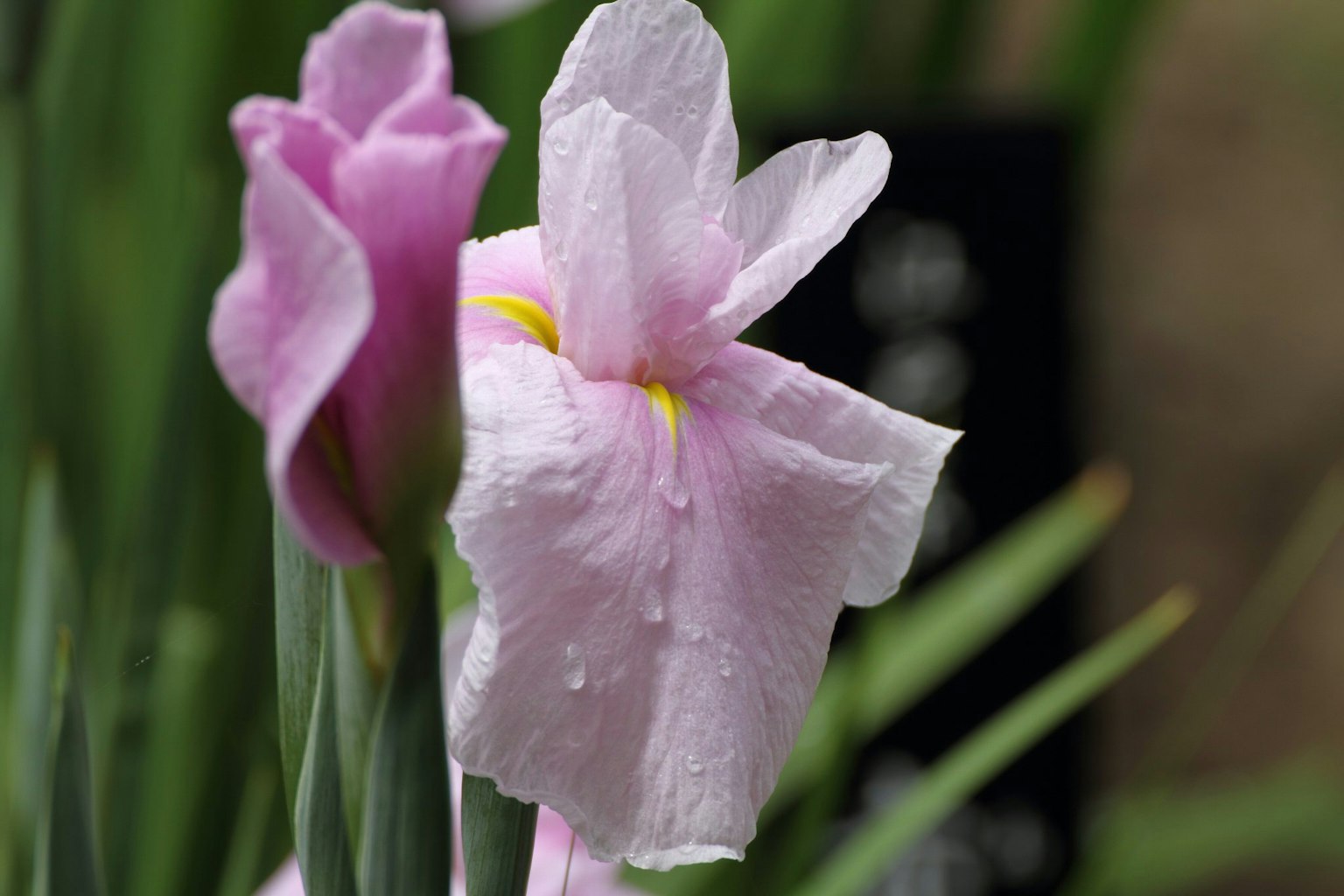 Fiori di iris rosa chiaro in fiore con foglie verdi sullo sfondo