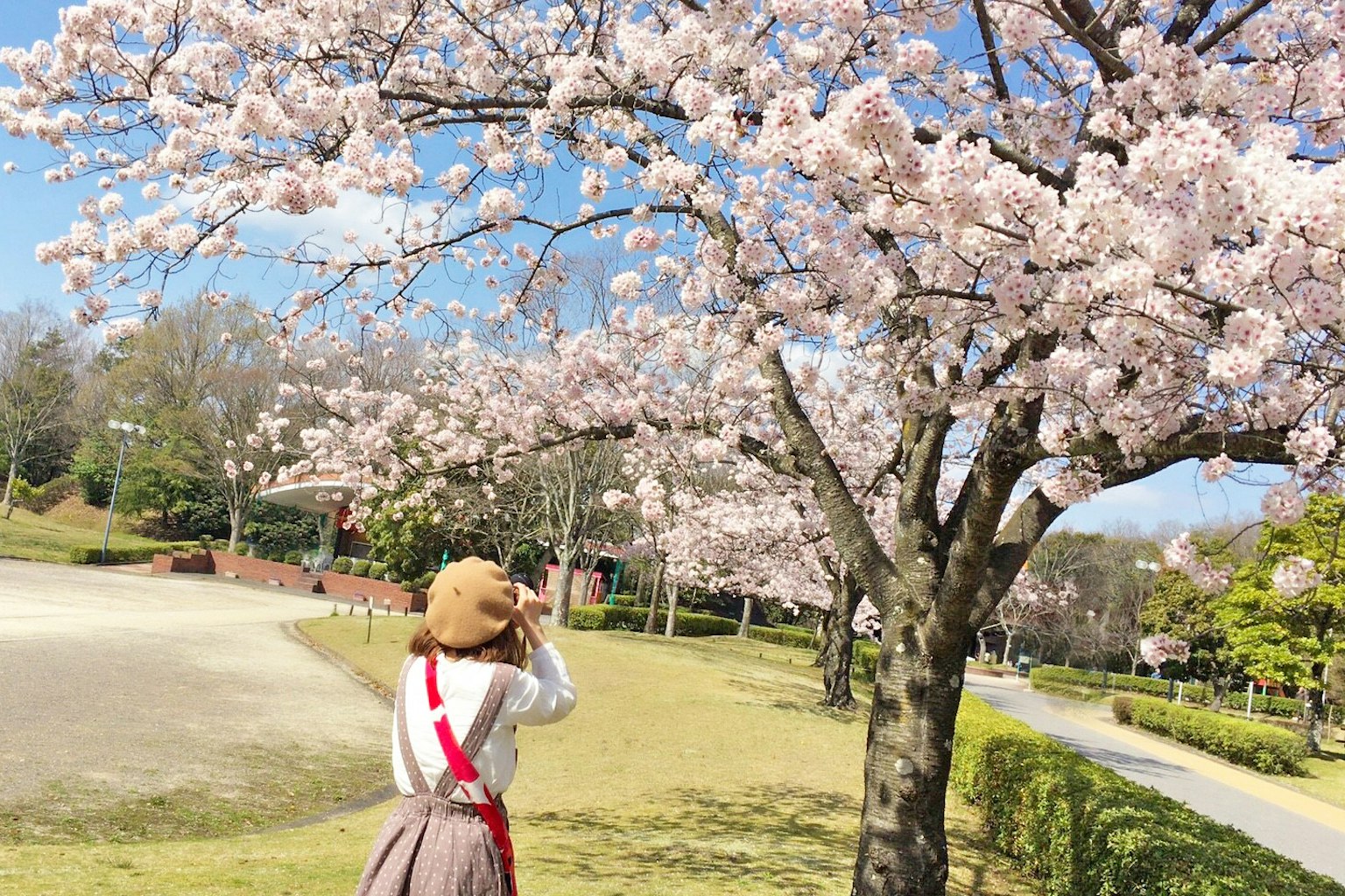 Woman taking a photo in front of a cherry blossom tree with blue sky and green grass