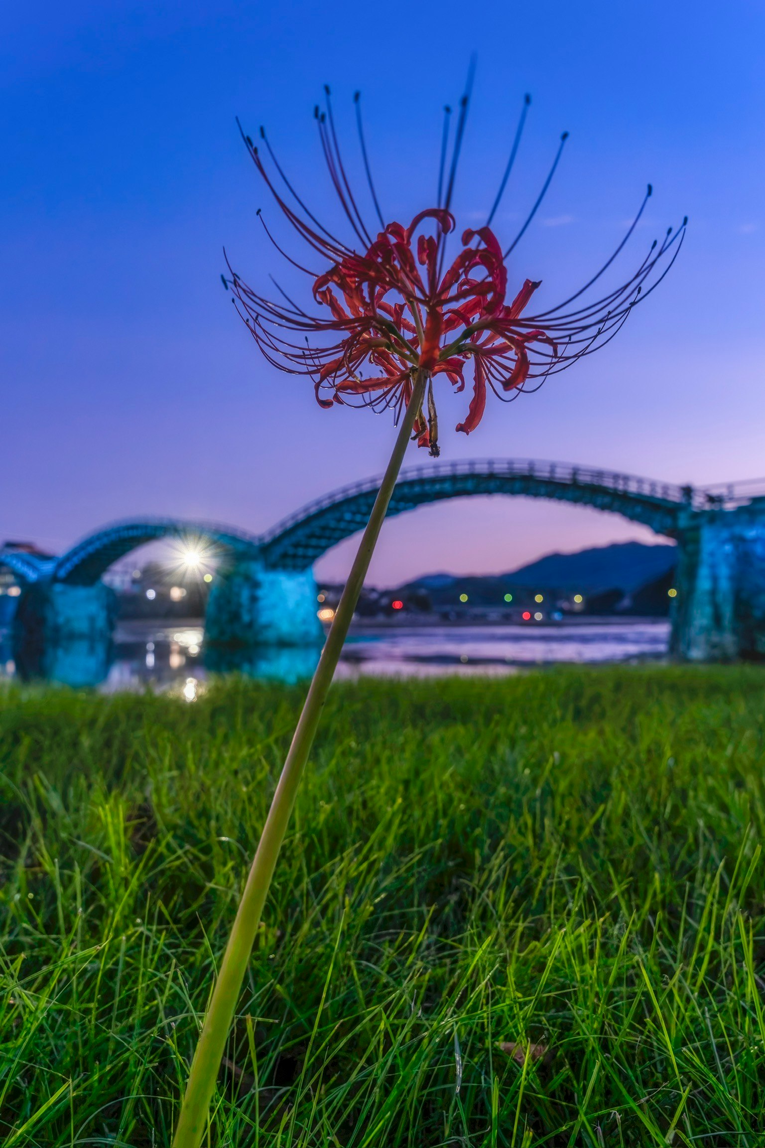 Một bông hoa lycoris đỏ với Cầu Kintaikyo ở phía sau