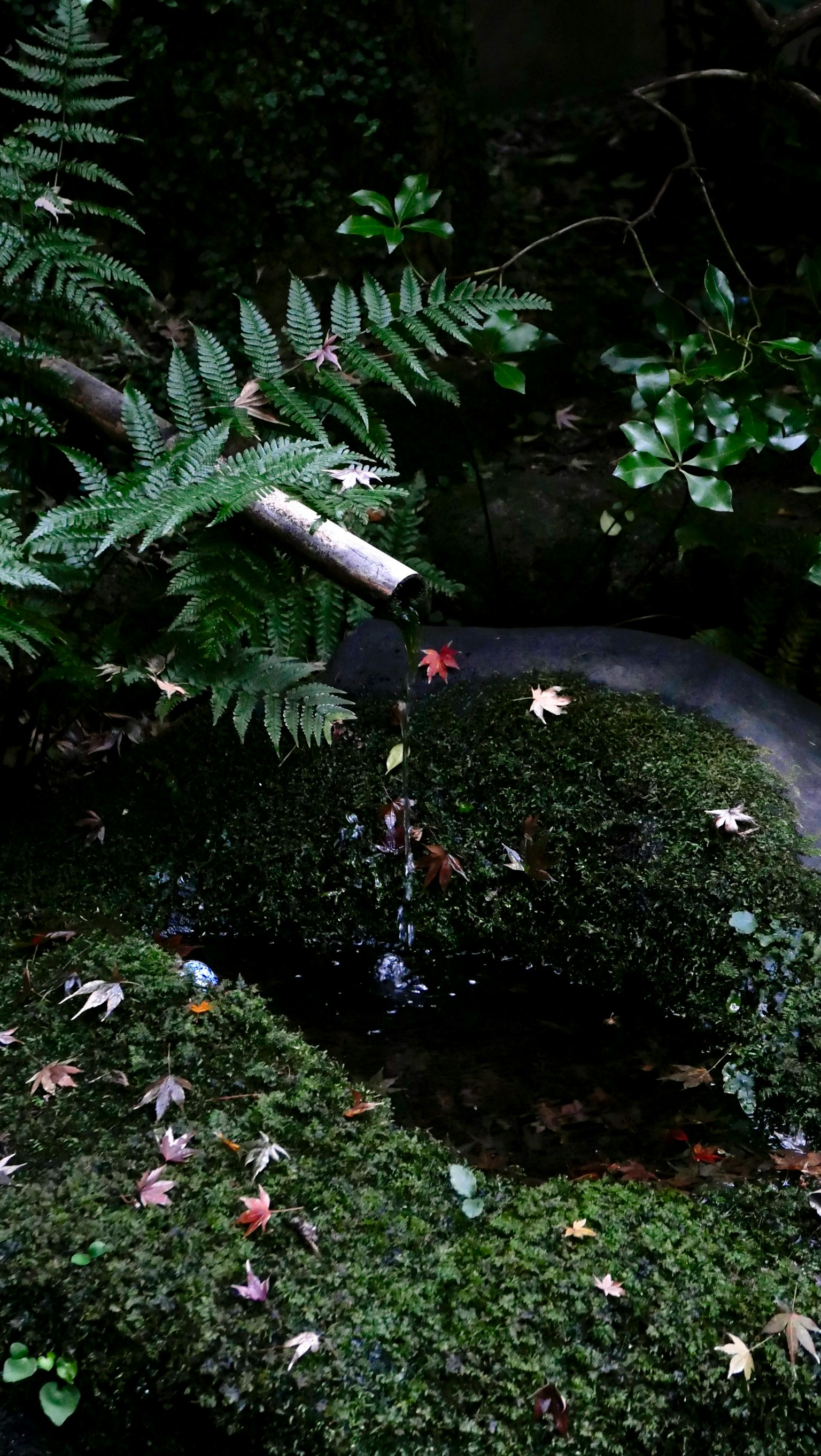 緑豊かな庭にある苔むした池と水の流れ 落ち葉が浮かんでいる