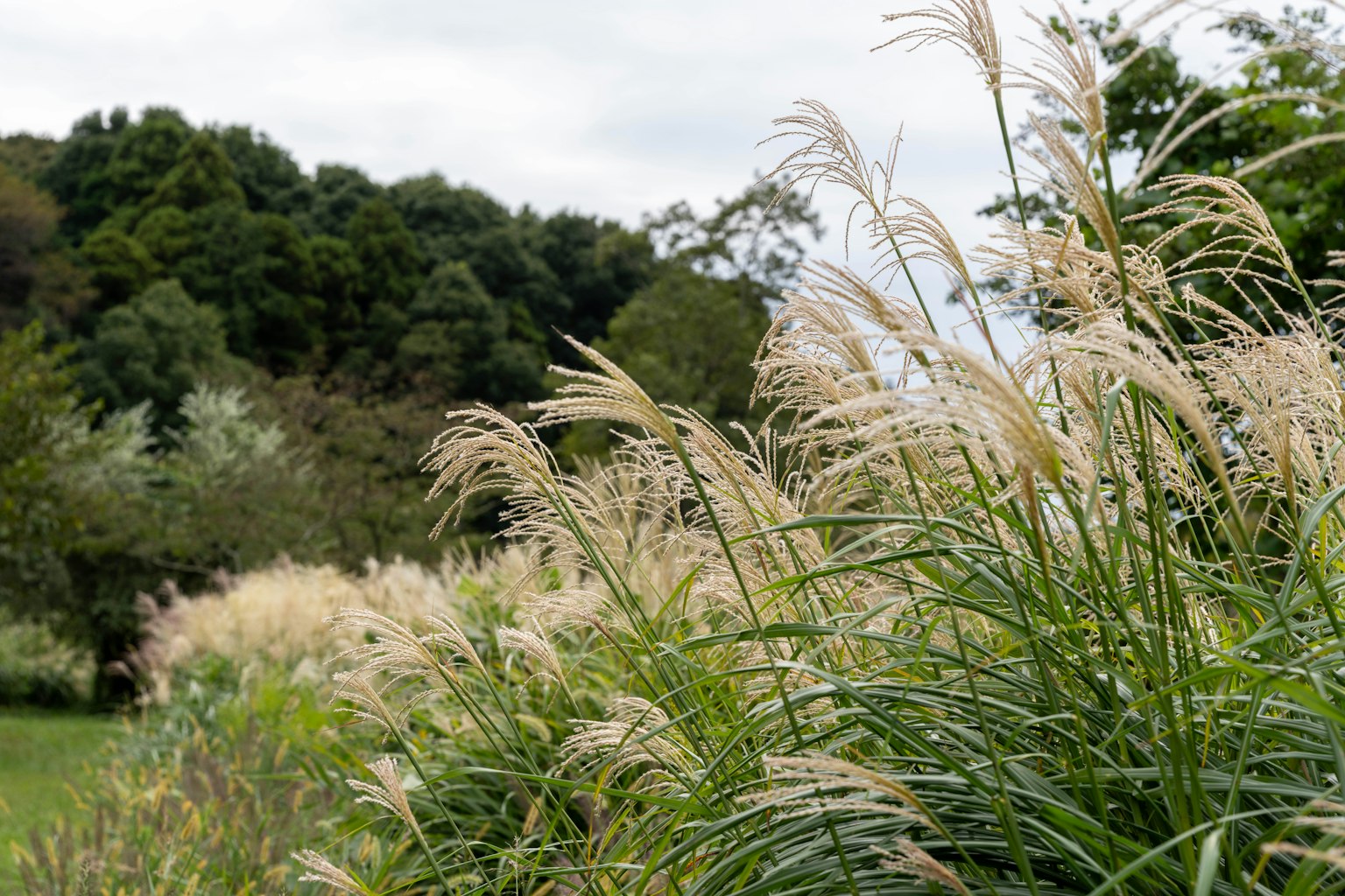 A landscape featuring tall grass with feathery plumes alongside green foliage and trees