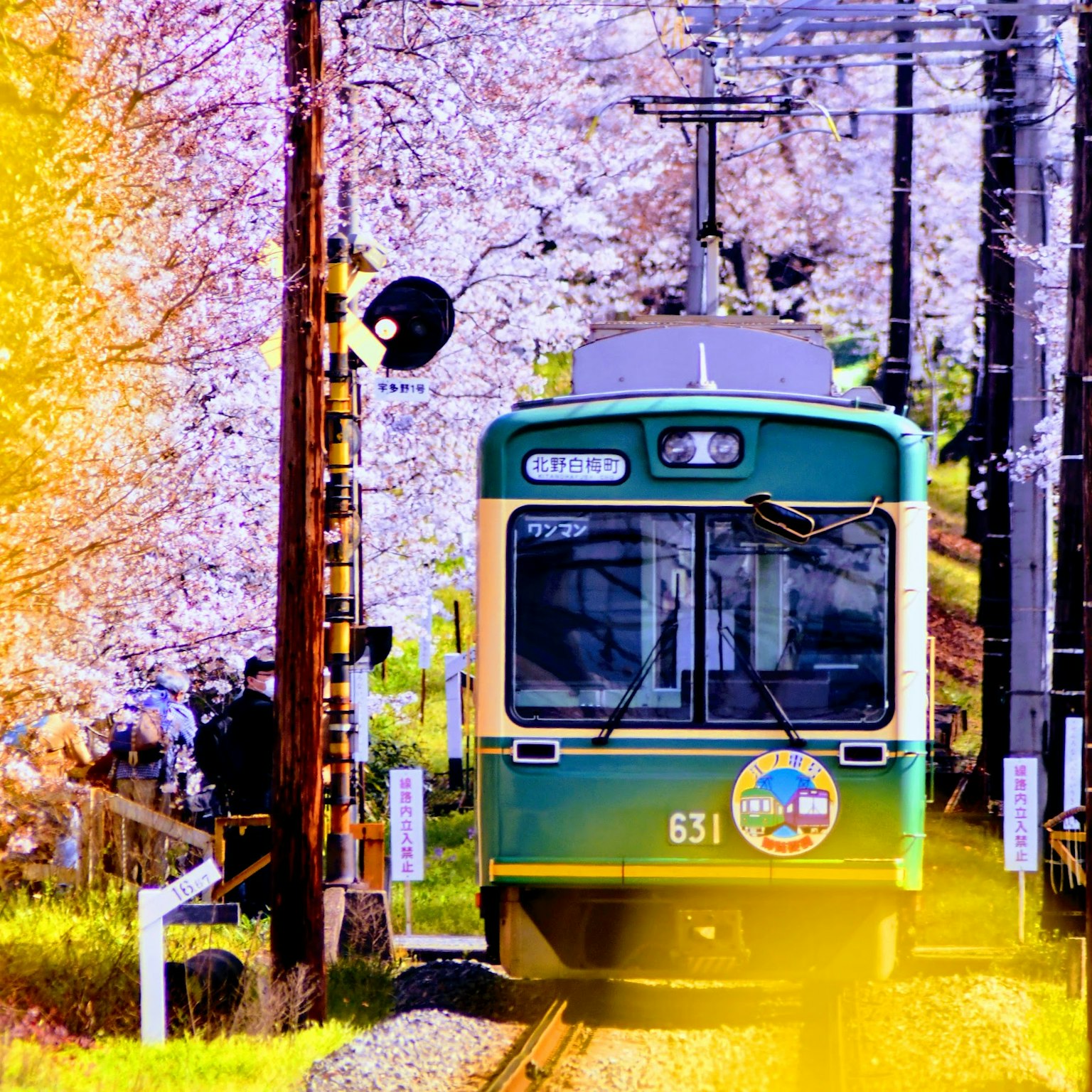 Train vert traversant des cerisiers en fleurs avec un signal