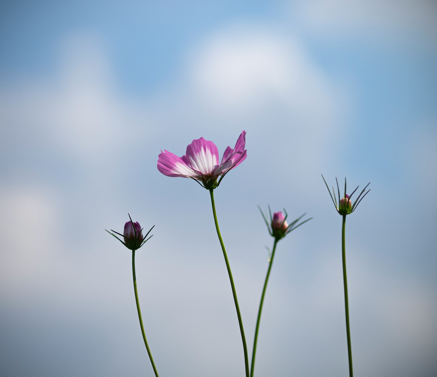 Cosmos flowers and buds blooming under a blue sky