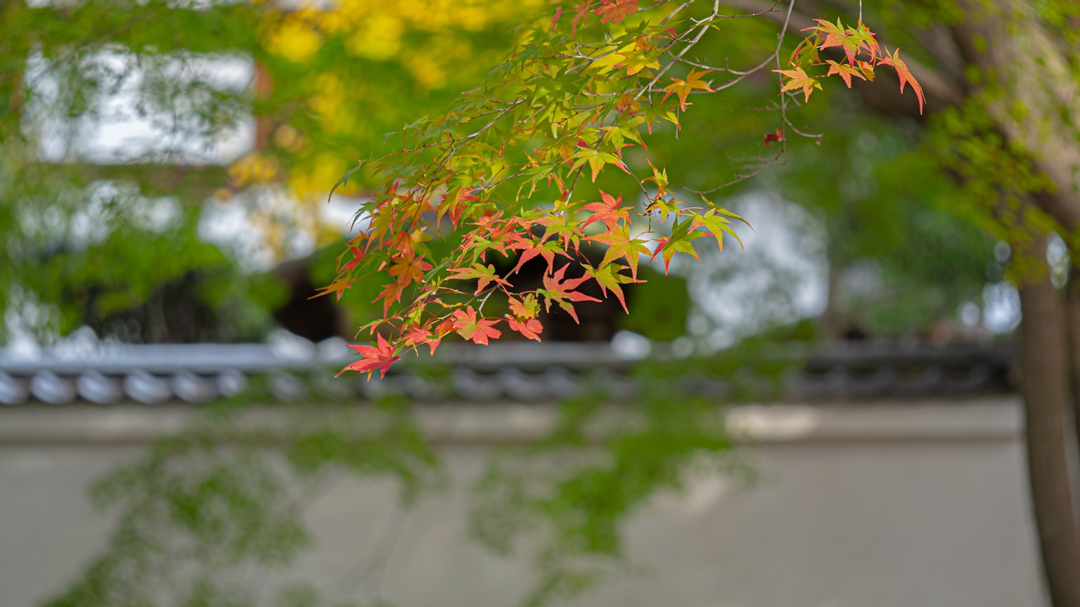 Hojas de otoño vibrantes contra un fondo verde borroso