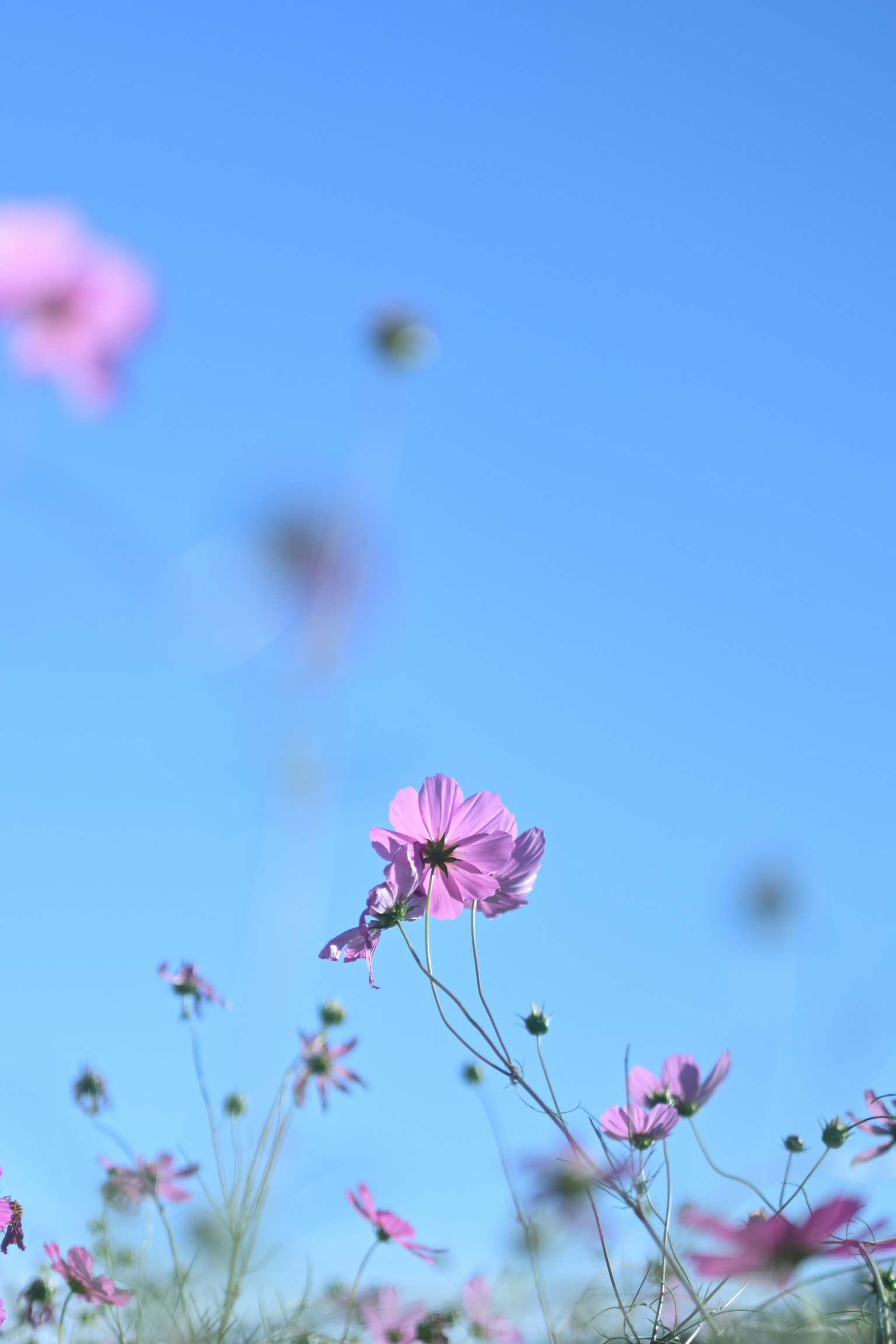 A field of pink flowers against a blue sky
