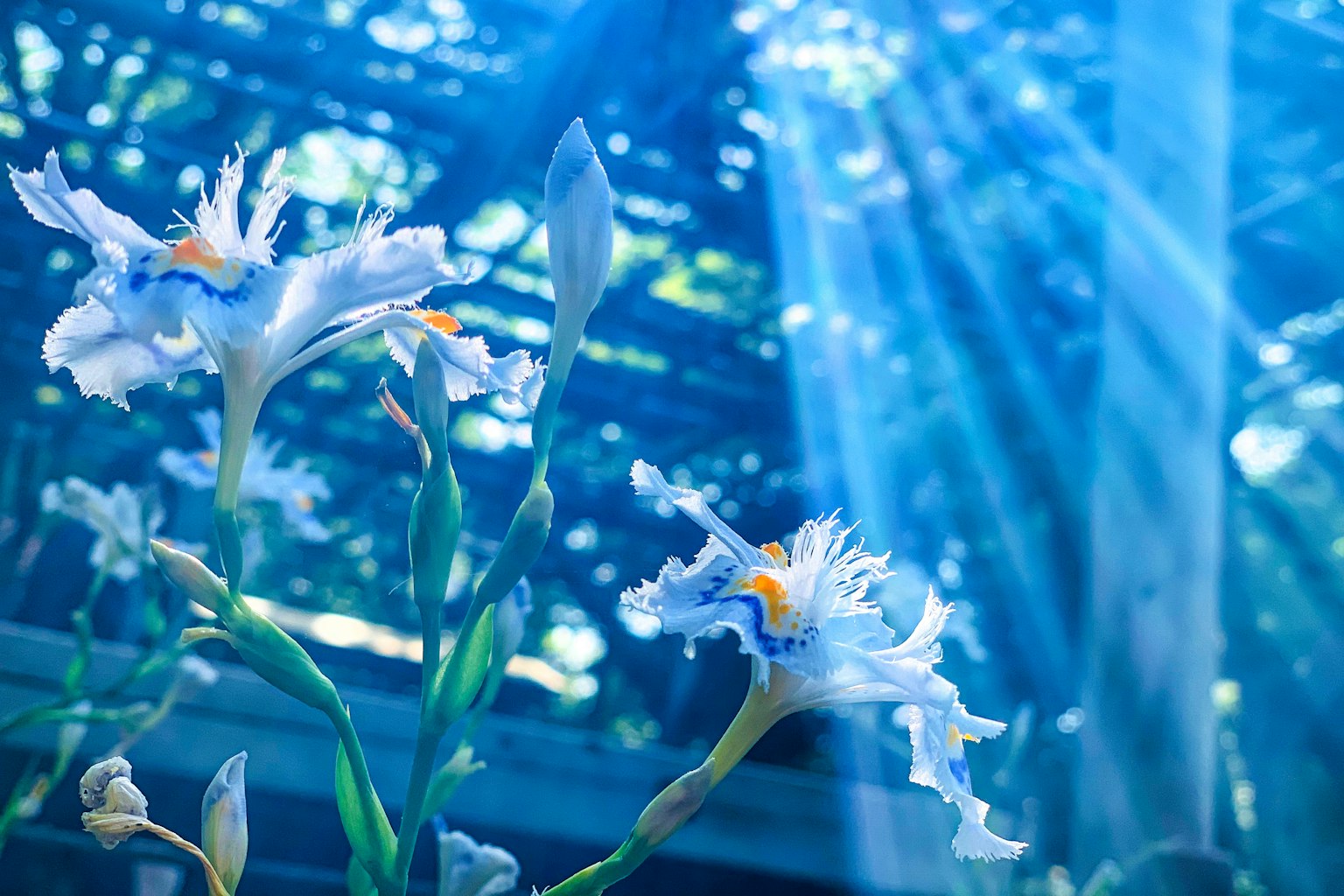 Bella foto di fiori bianchi che sbocciano nella luce blu