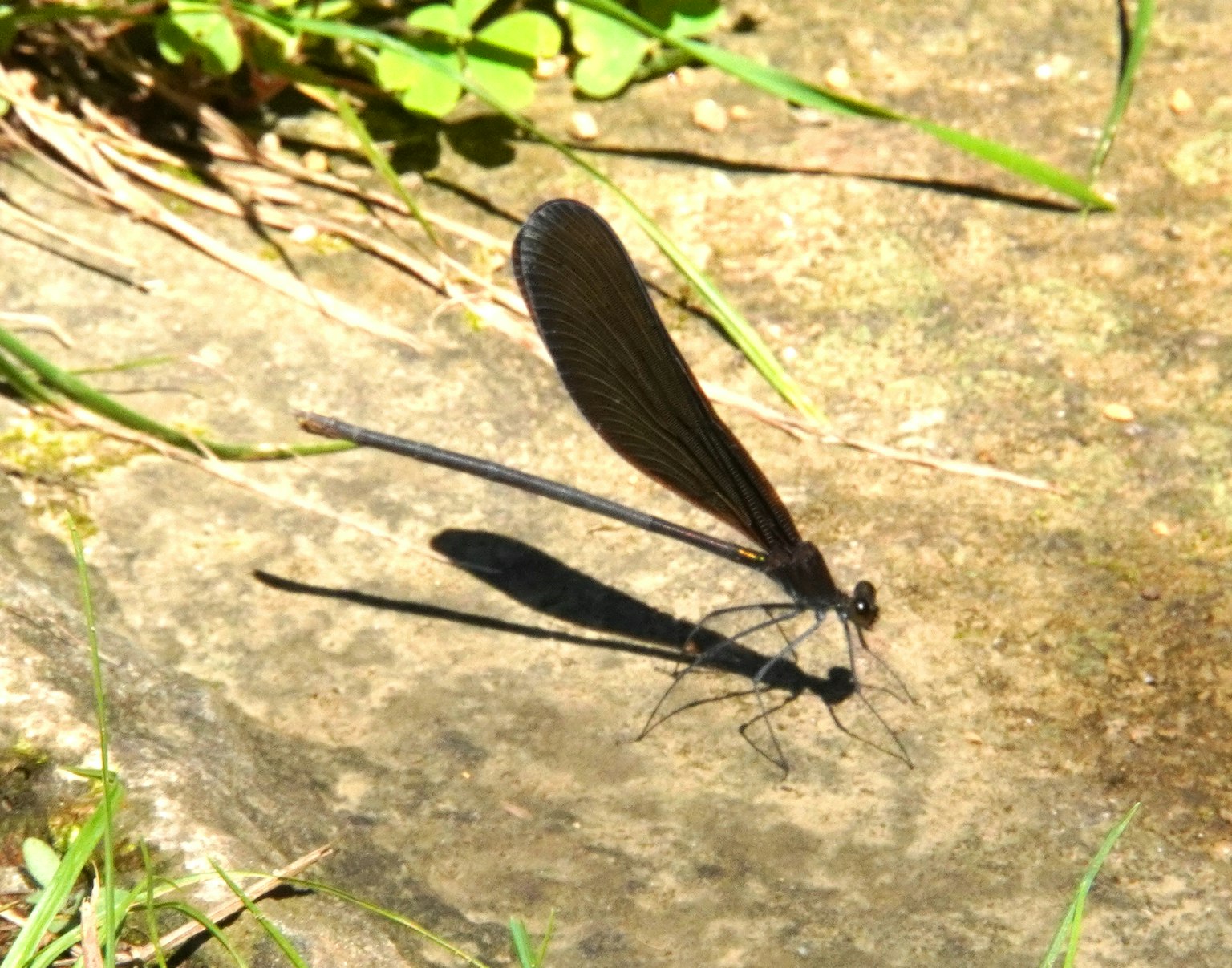 Una libellula con ali nere che riposa su una roccia