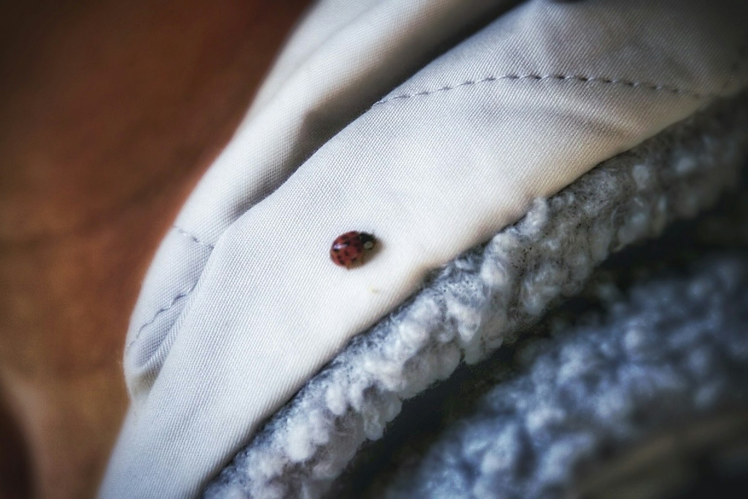 Close-up of a small red bug on a white fabric