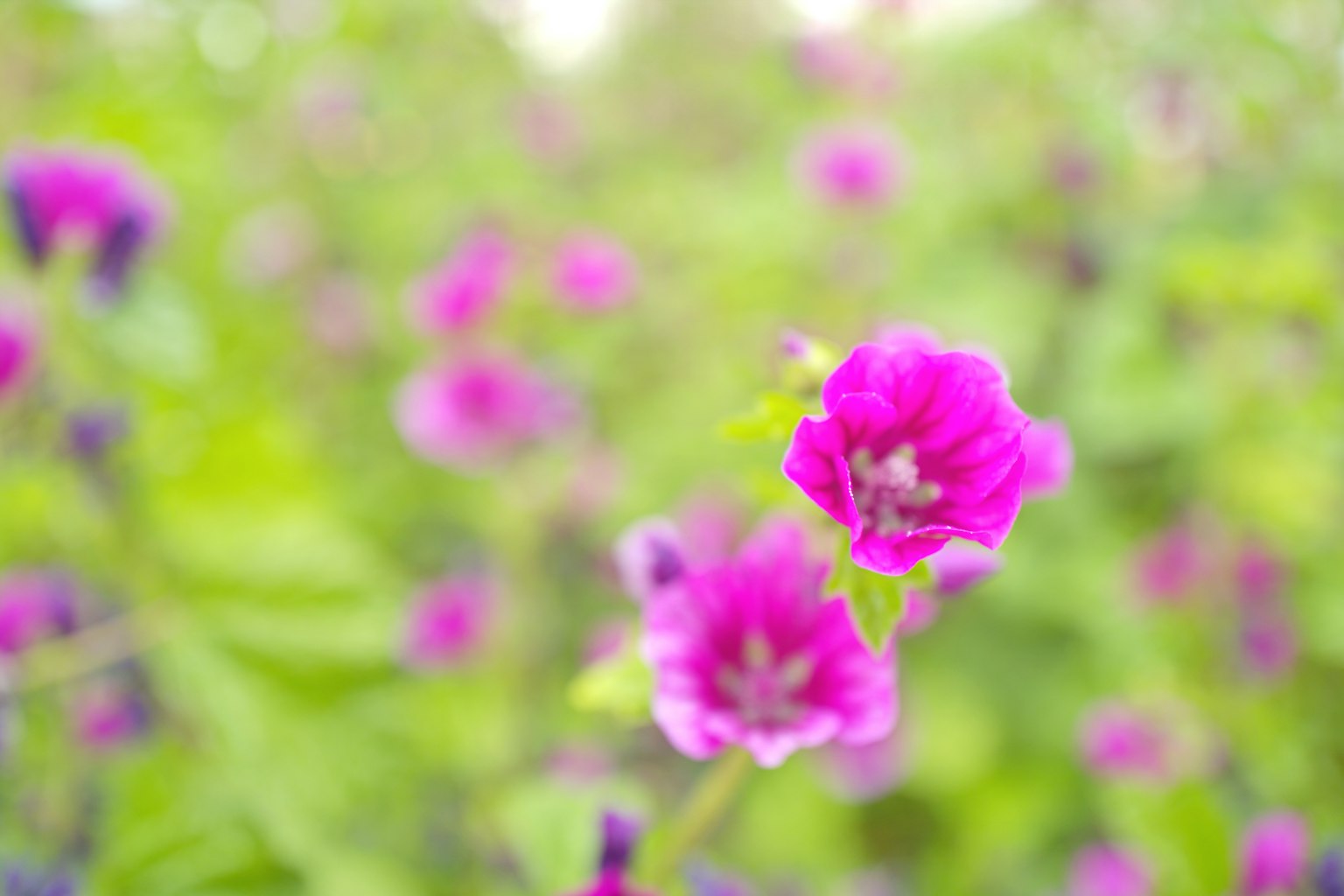 Fiori rosa vivaci circondati da fogliame verde lussureggiante
