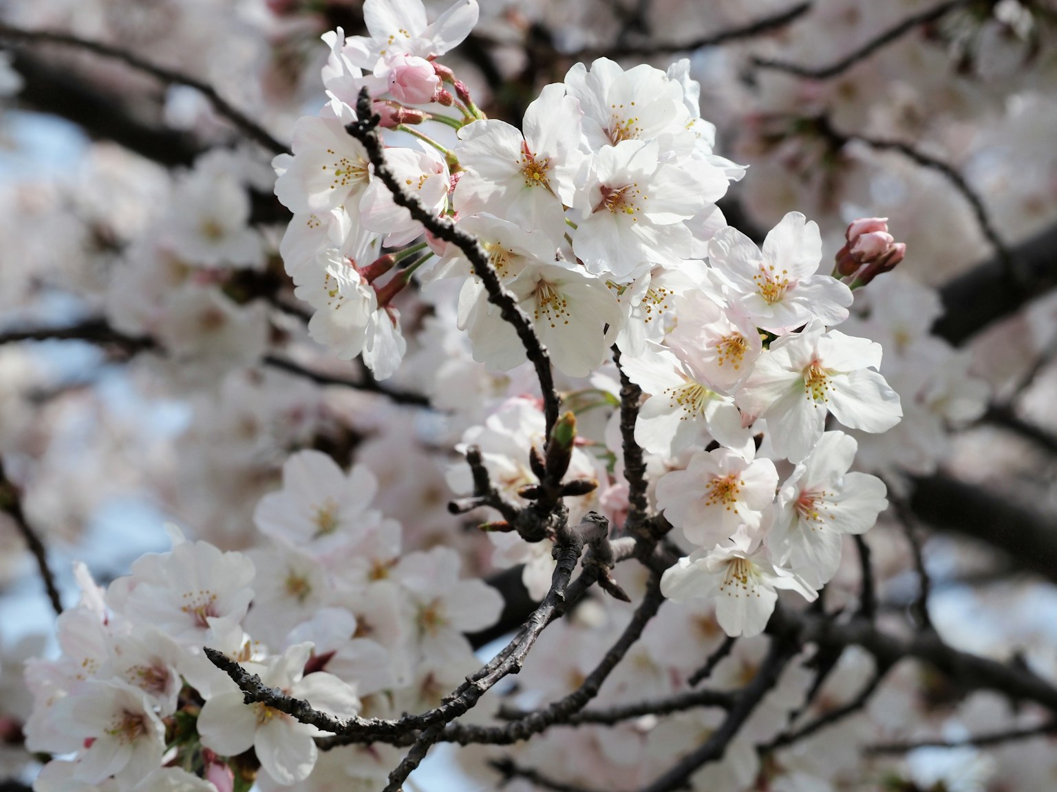 Primo piano di rami di ciliegio con fiori bianchi e boccioli