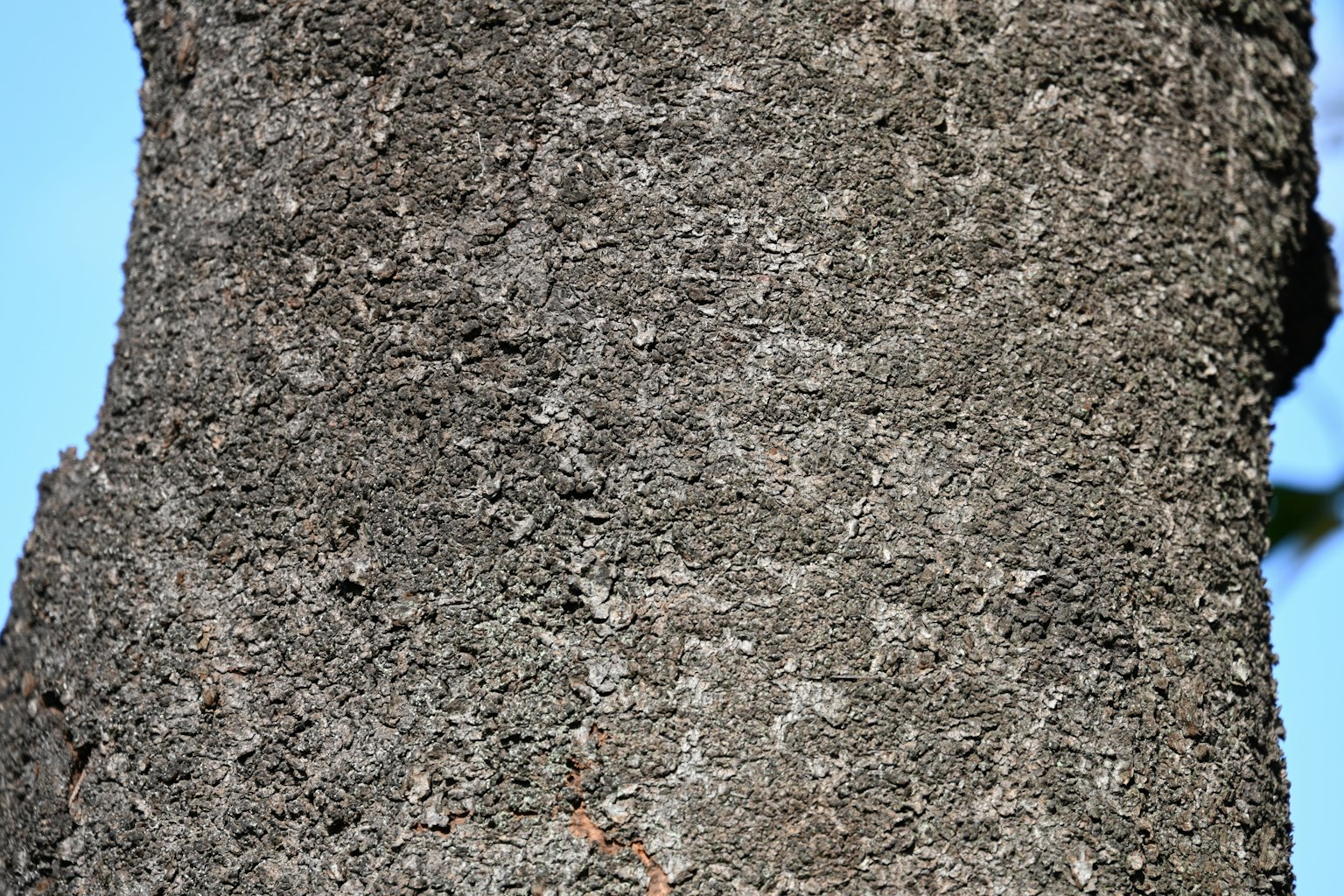 Textura y patrón detallados de un tronco de árbol