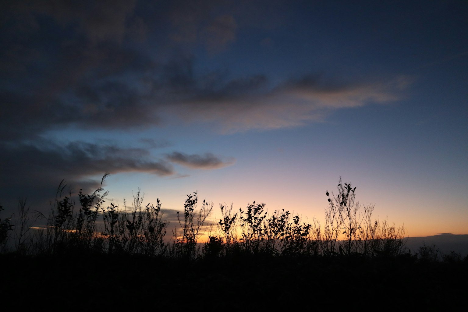 เงาของพืชกับท้องฟ้ายามพระอาทิตย์ตก
