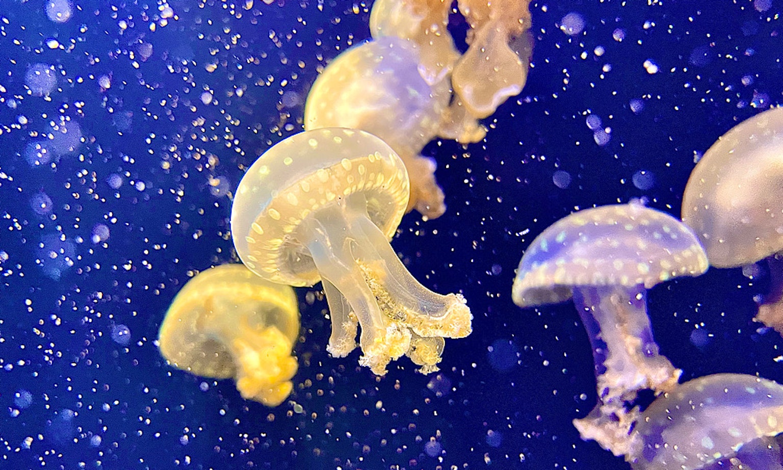 Bild einer Gruppe von Quallen, die vor einem blauen Hintergrund schwimmen