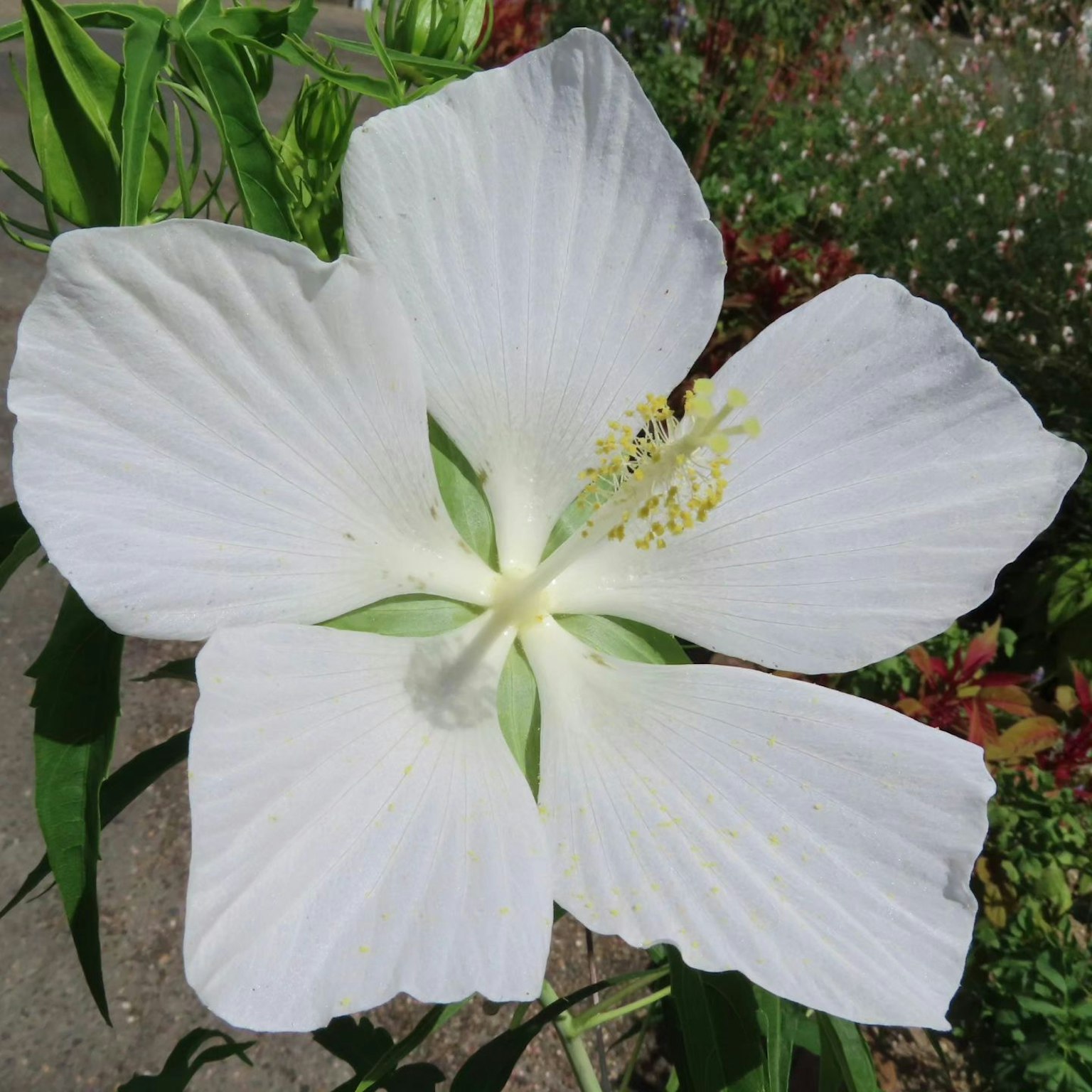 Một bông hoa hibiscus trắng đang nở với cánh lớn