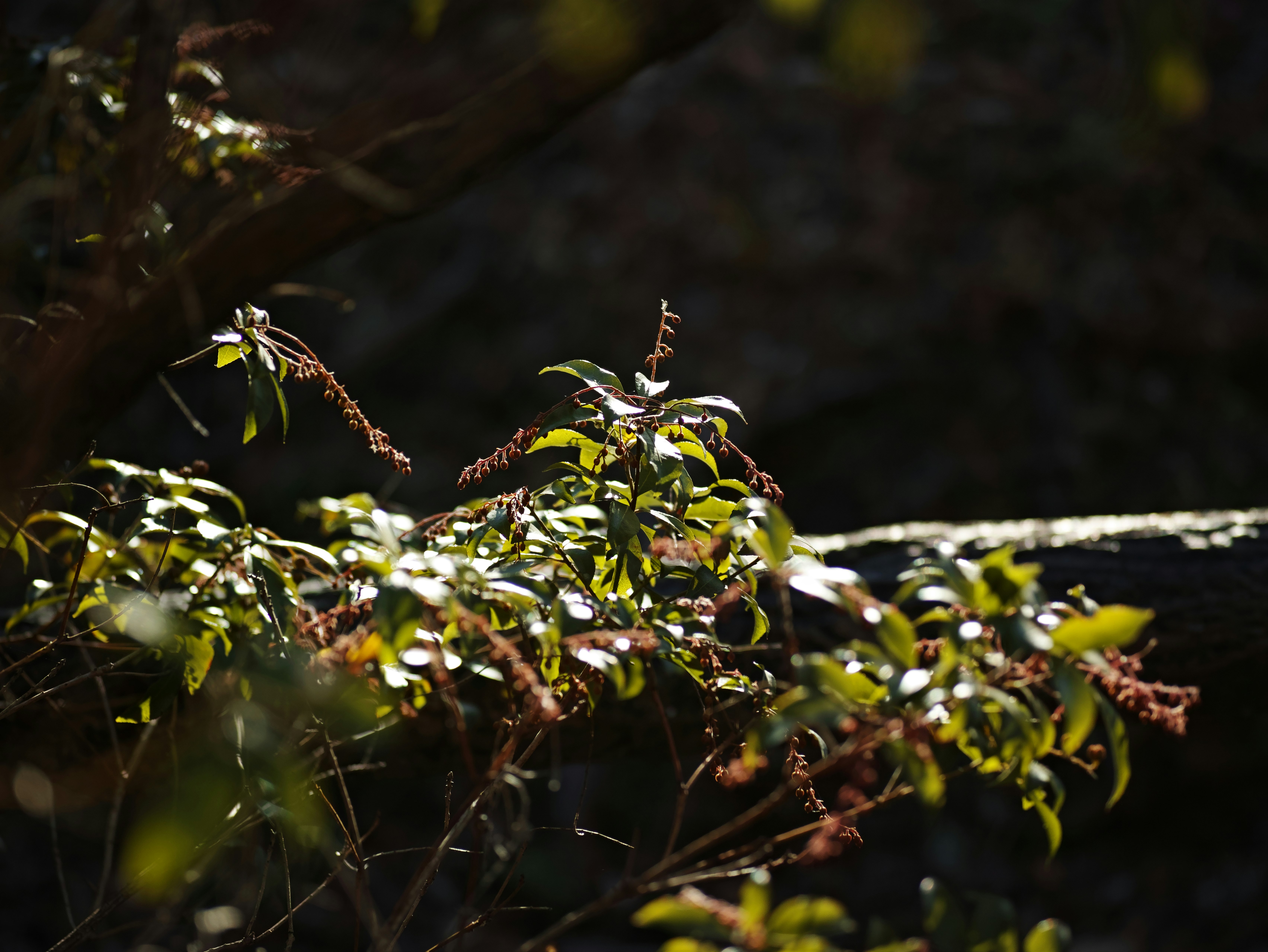 Feuilles vertes fraîches et lumière sur les branches d’un arbre