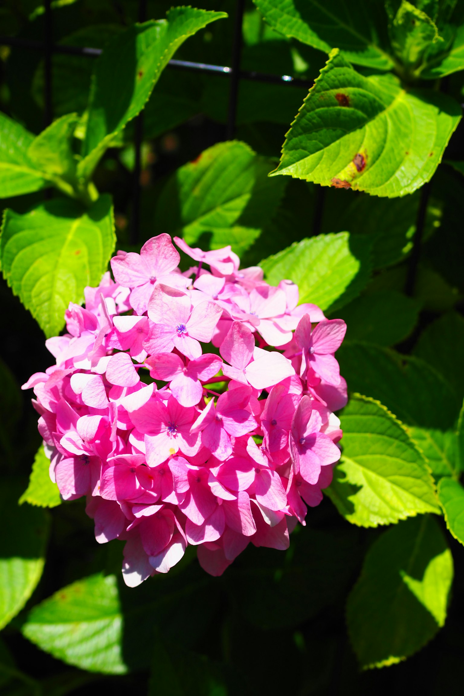 Bunga hydrangea pink cerah dengan daun hijau