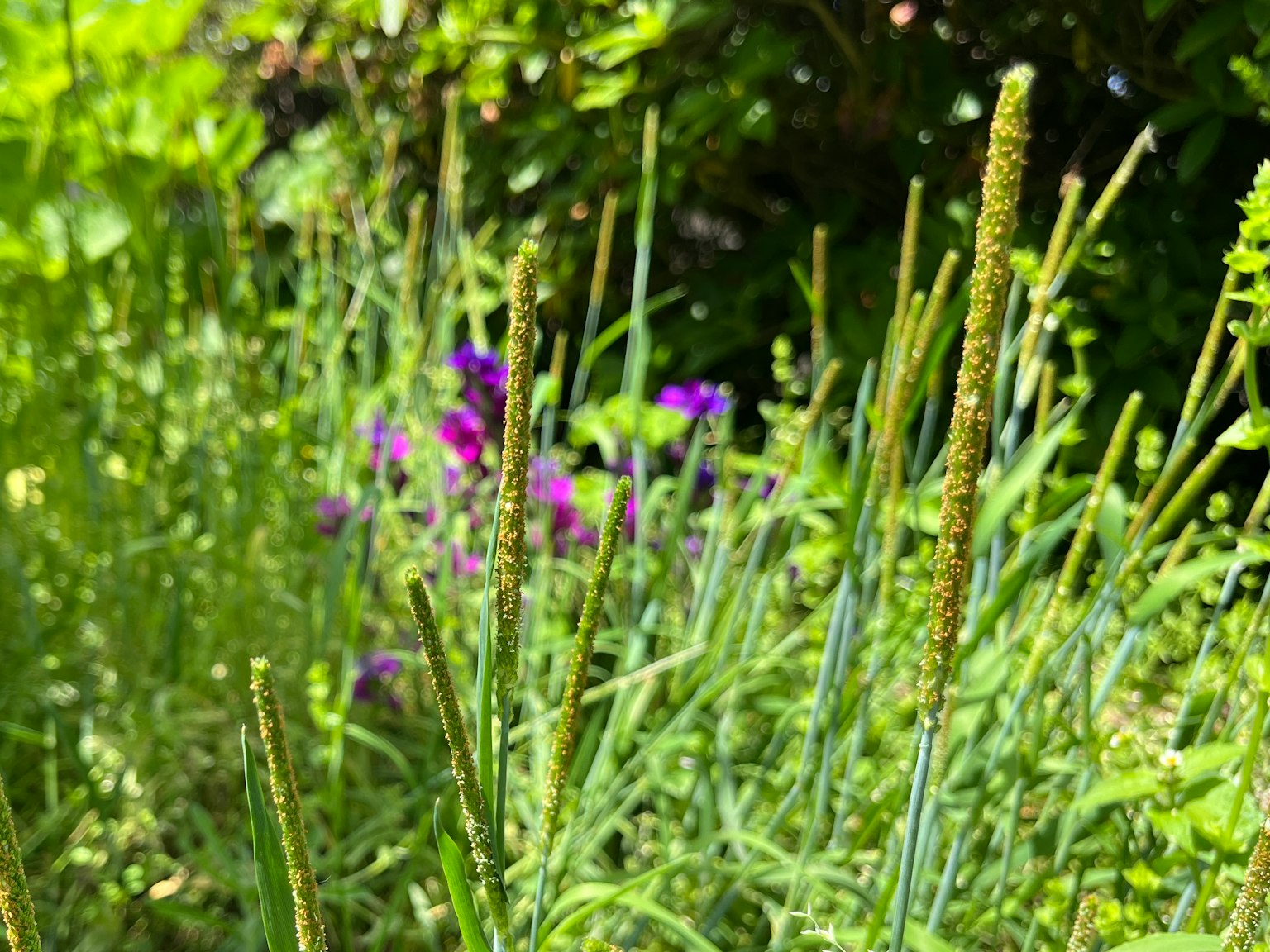 Gartenszene mit grünem Gras und lila Blumen