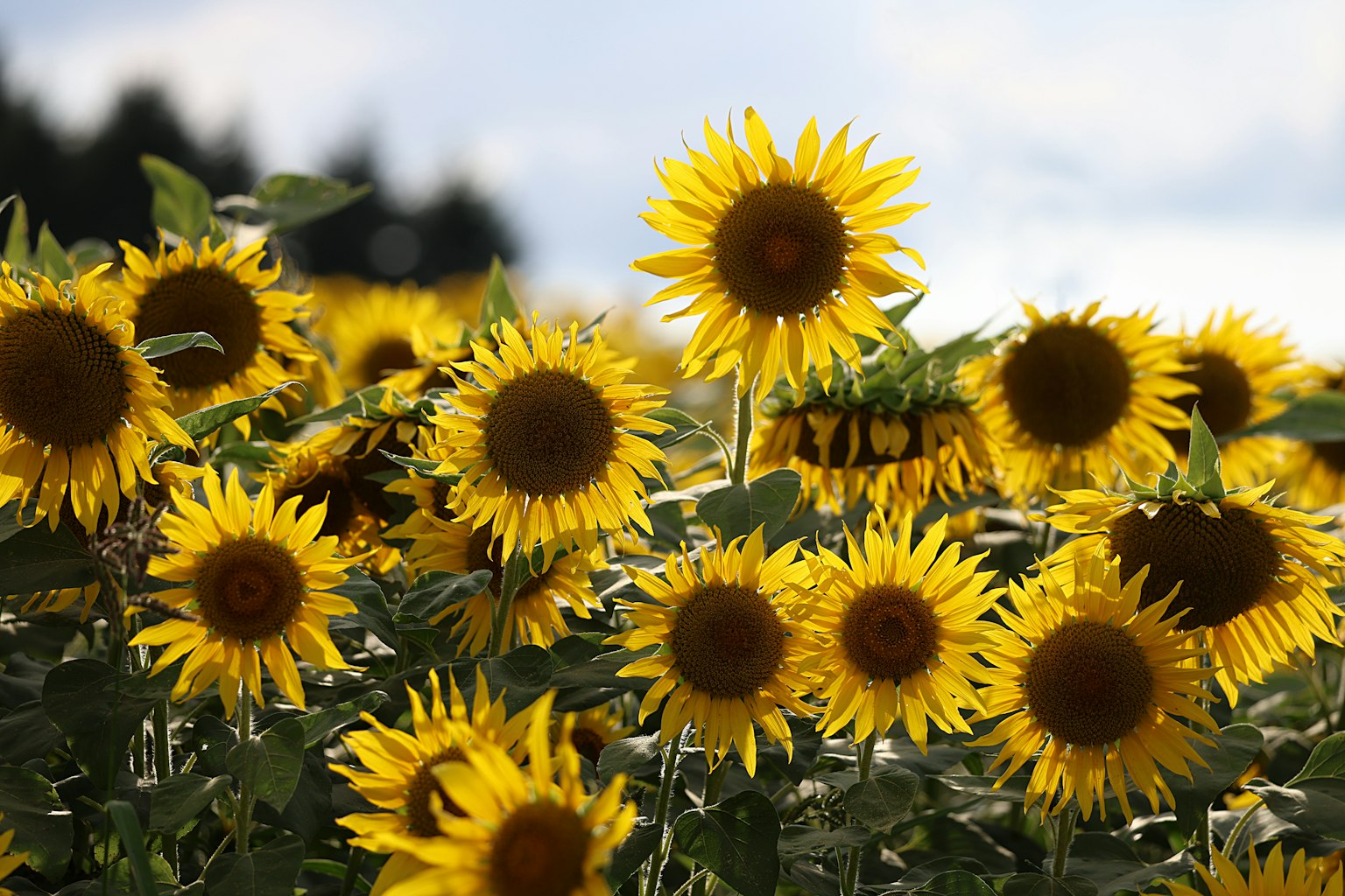 Champs de tournesols en fleurs sous un ciel nuageux