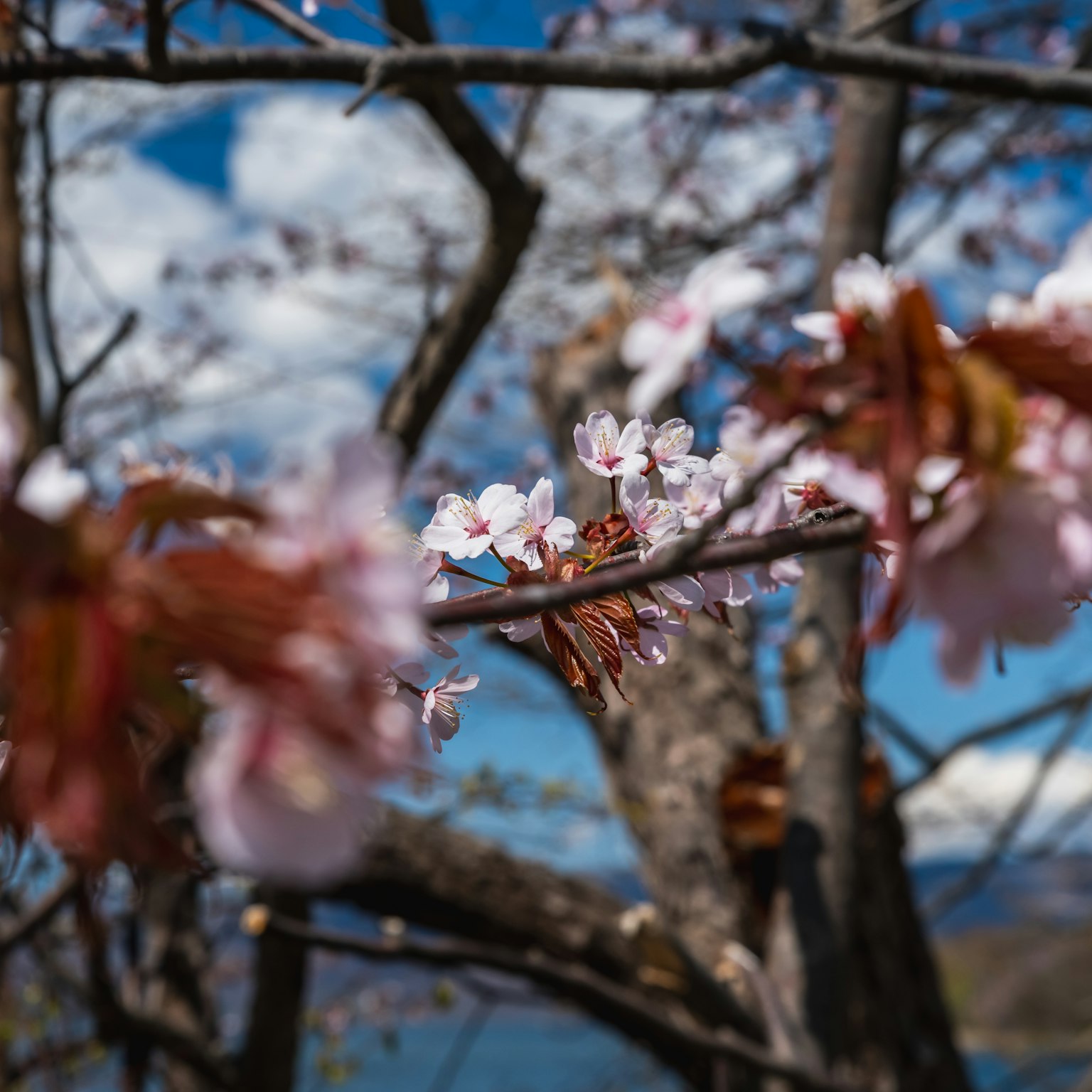 Branches de cerisier avec des fleurs roses sur fond de ciel bleu