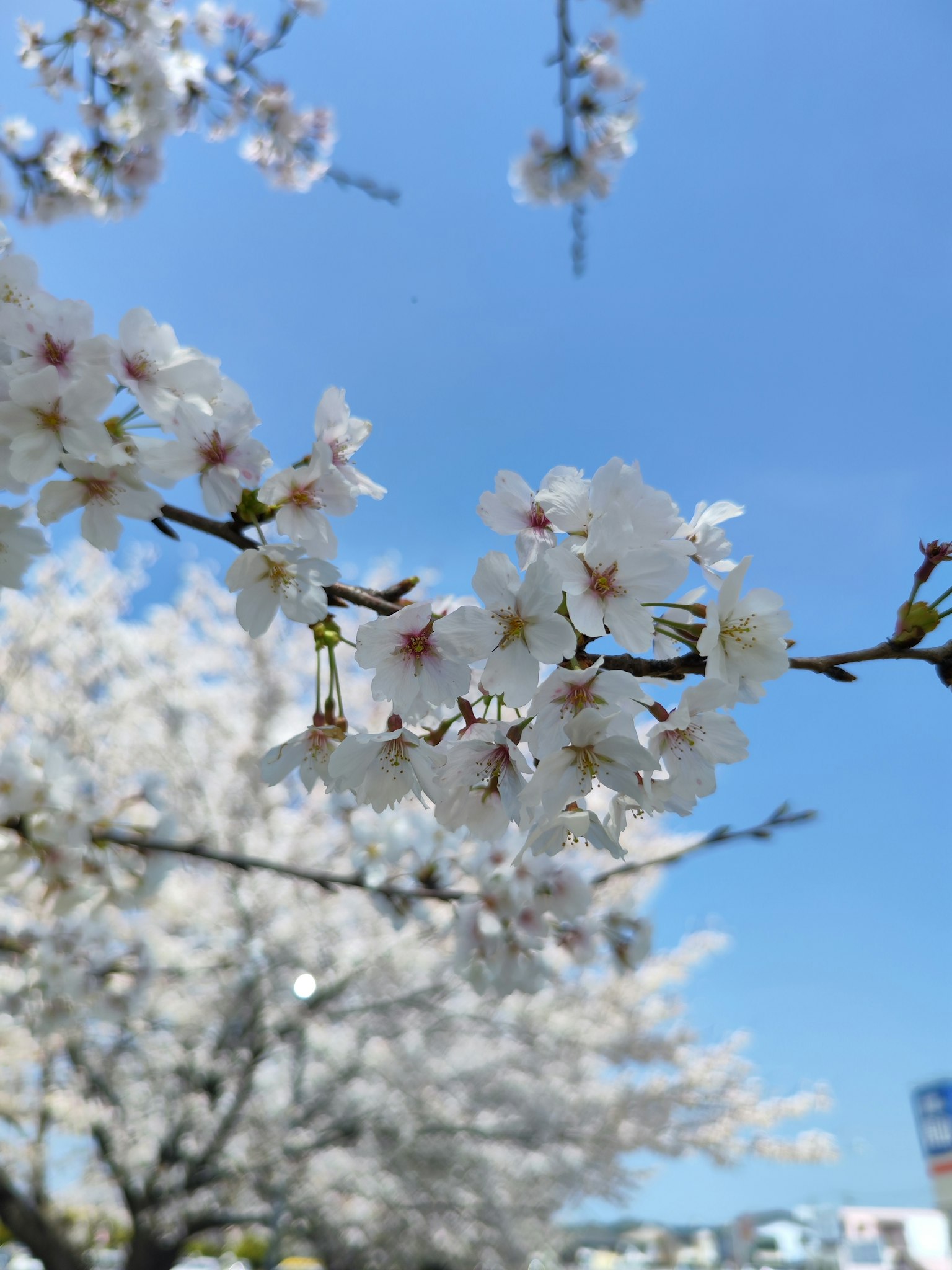 蓝天下盛开的樱花特写