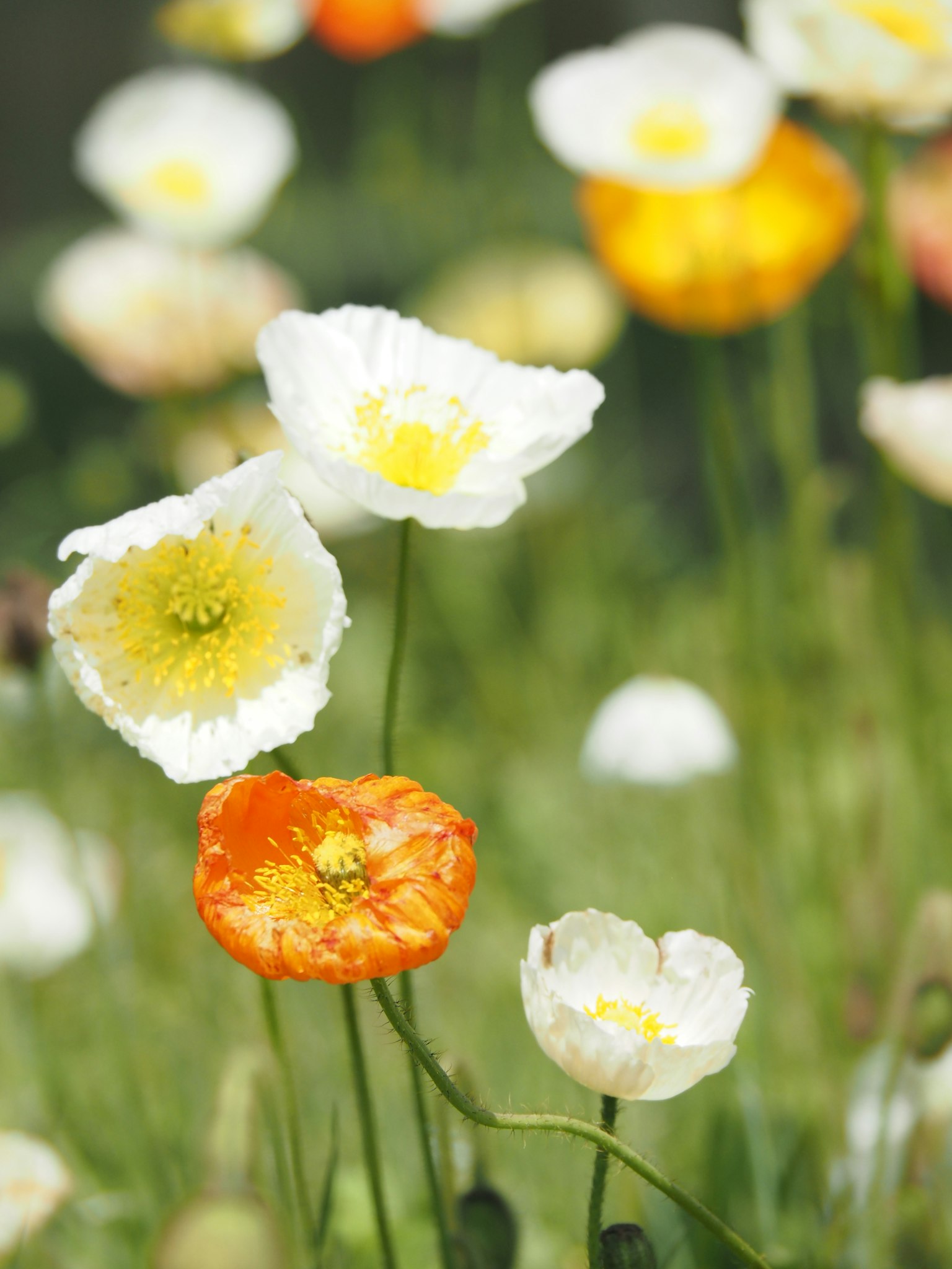 Bunga poppy putih dan oranye berdiri di ladang bunga berwarna-warni