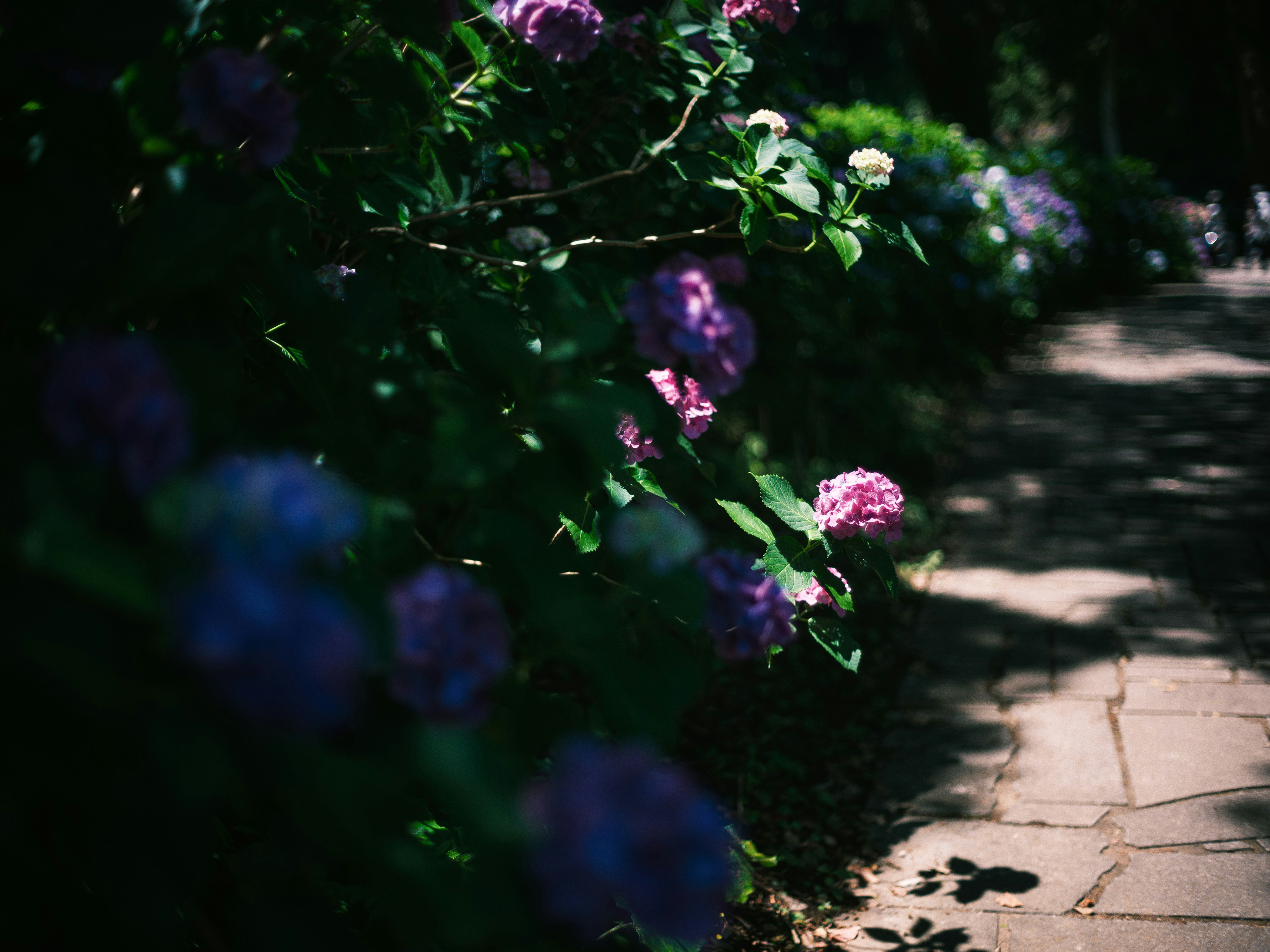 bunt blühende Blumen entlang eines Gartenwegs