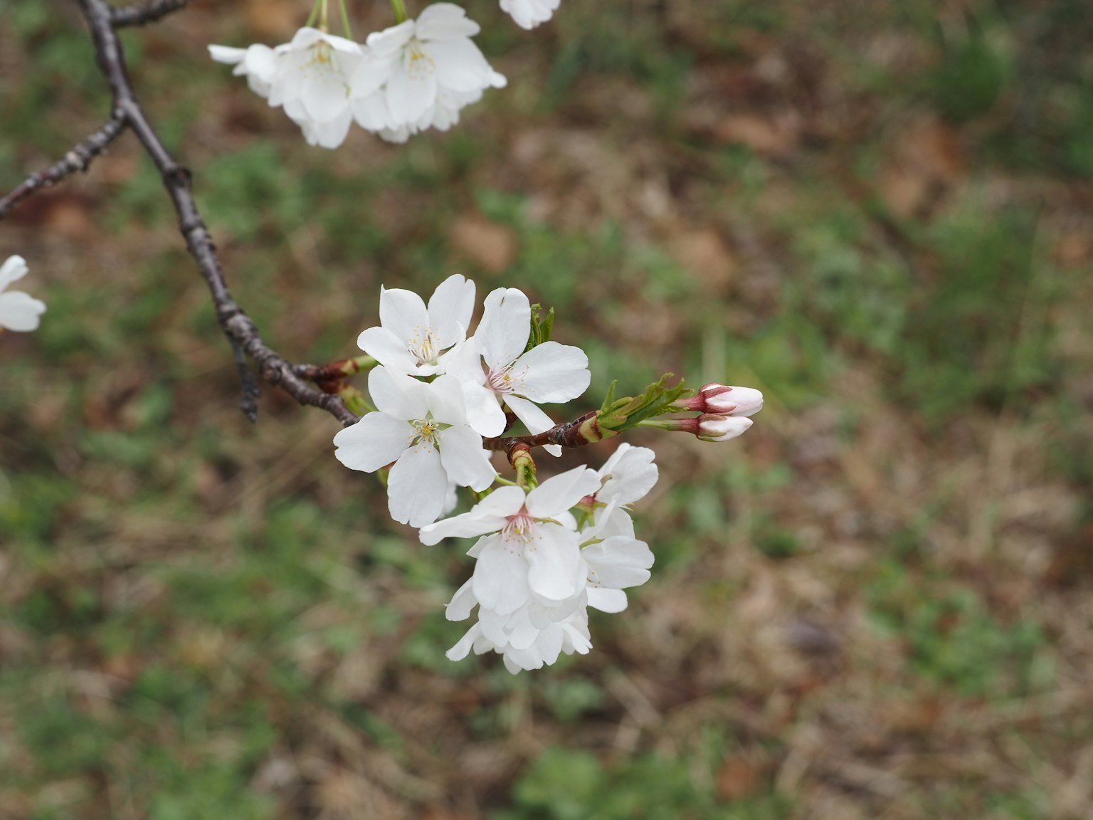 白色樱花在树枝上的特写