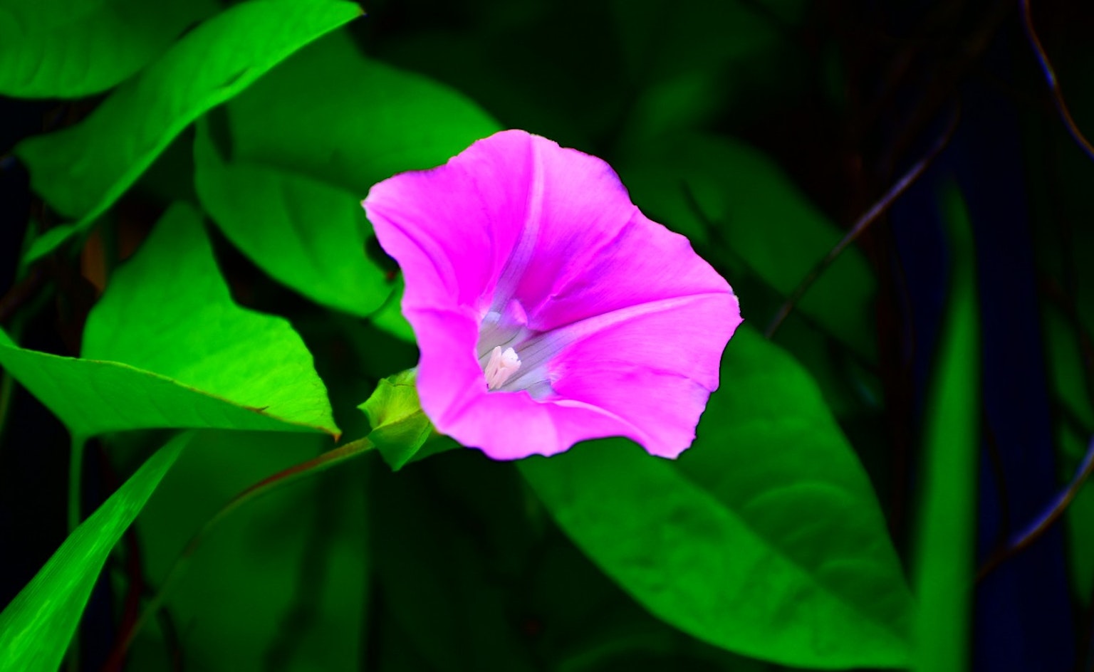 Bunga pink cerah dengan daun hijau di lingkungan alami