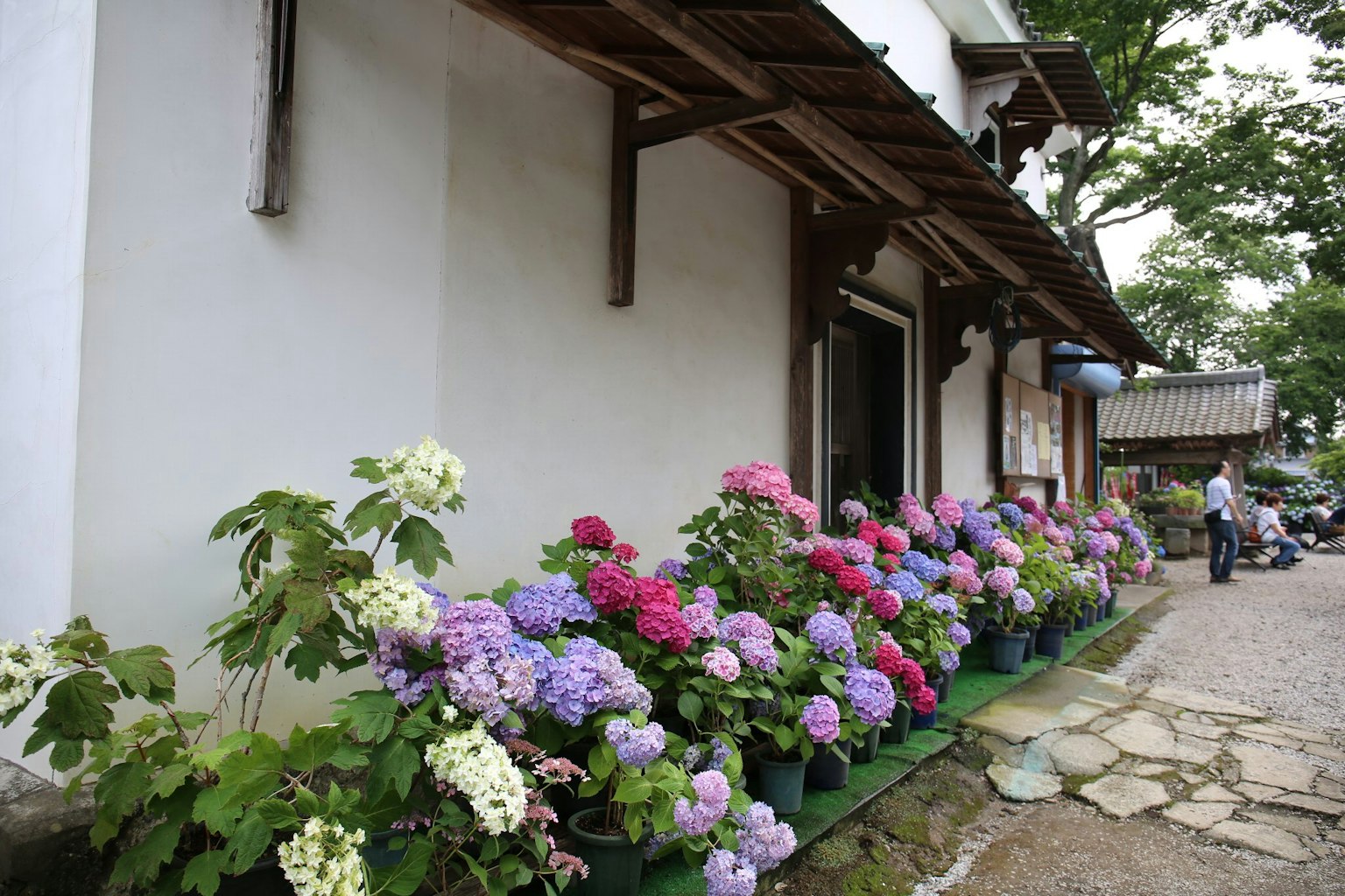 Des fleurs d'hortensia colorées fleurissent devant une maison à mur blanc