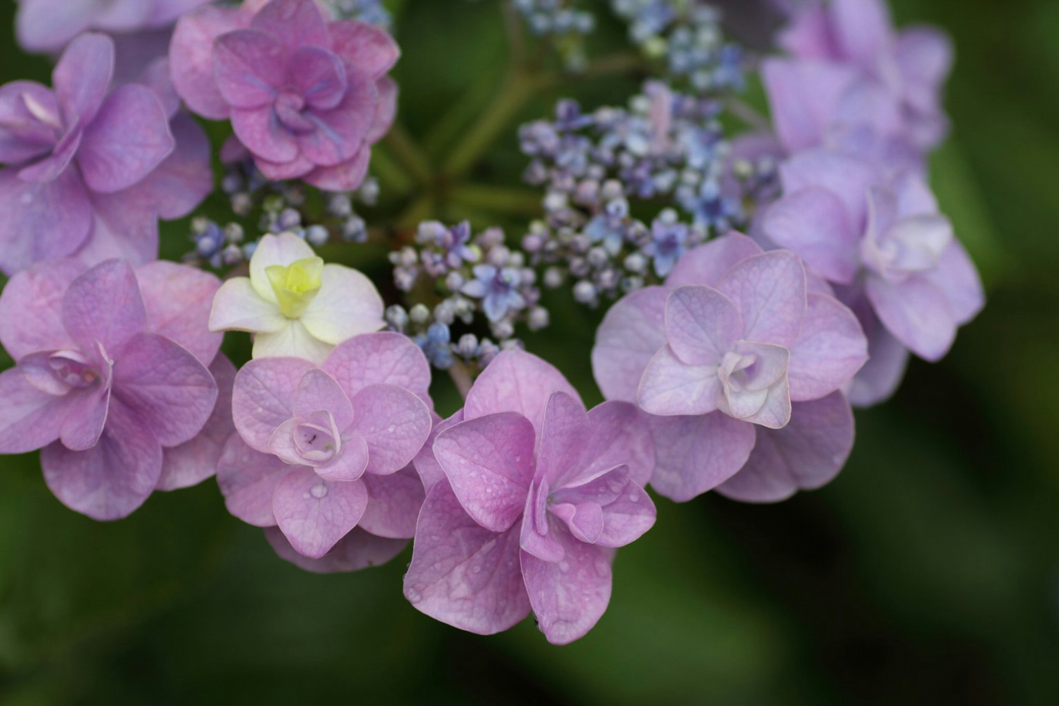 กลุ่มดอกไม้สีม่วงที่ละเอียดพร้อมด้วยเฉดสีขาวและน้ำเงิน