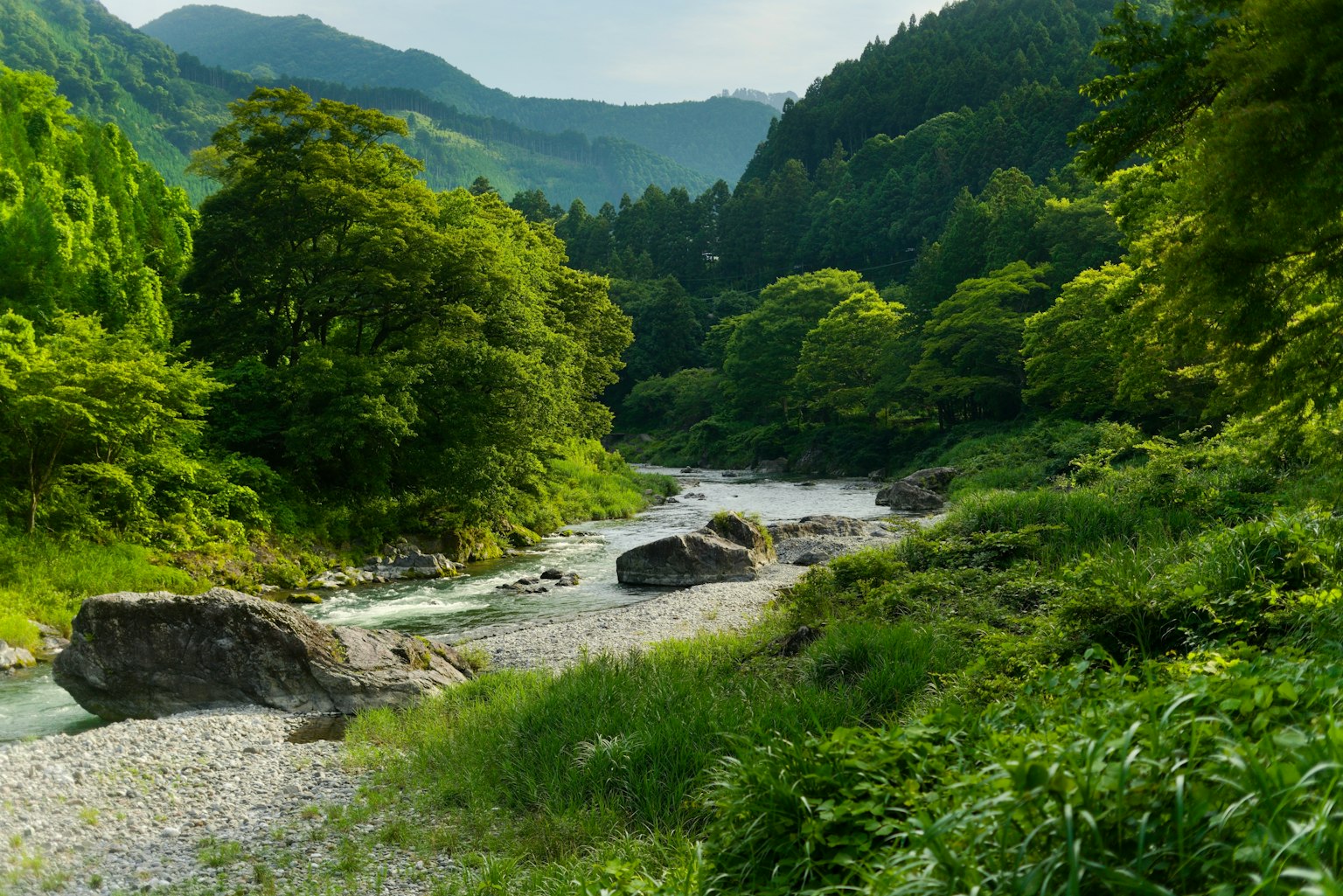 Rivière tranquille coulant à travers une verdure luxuriante et des arbres