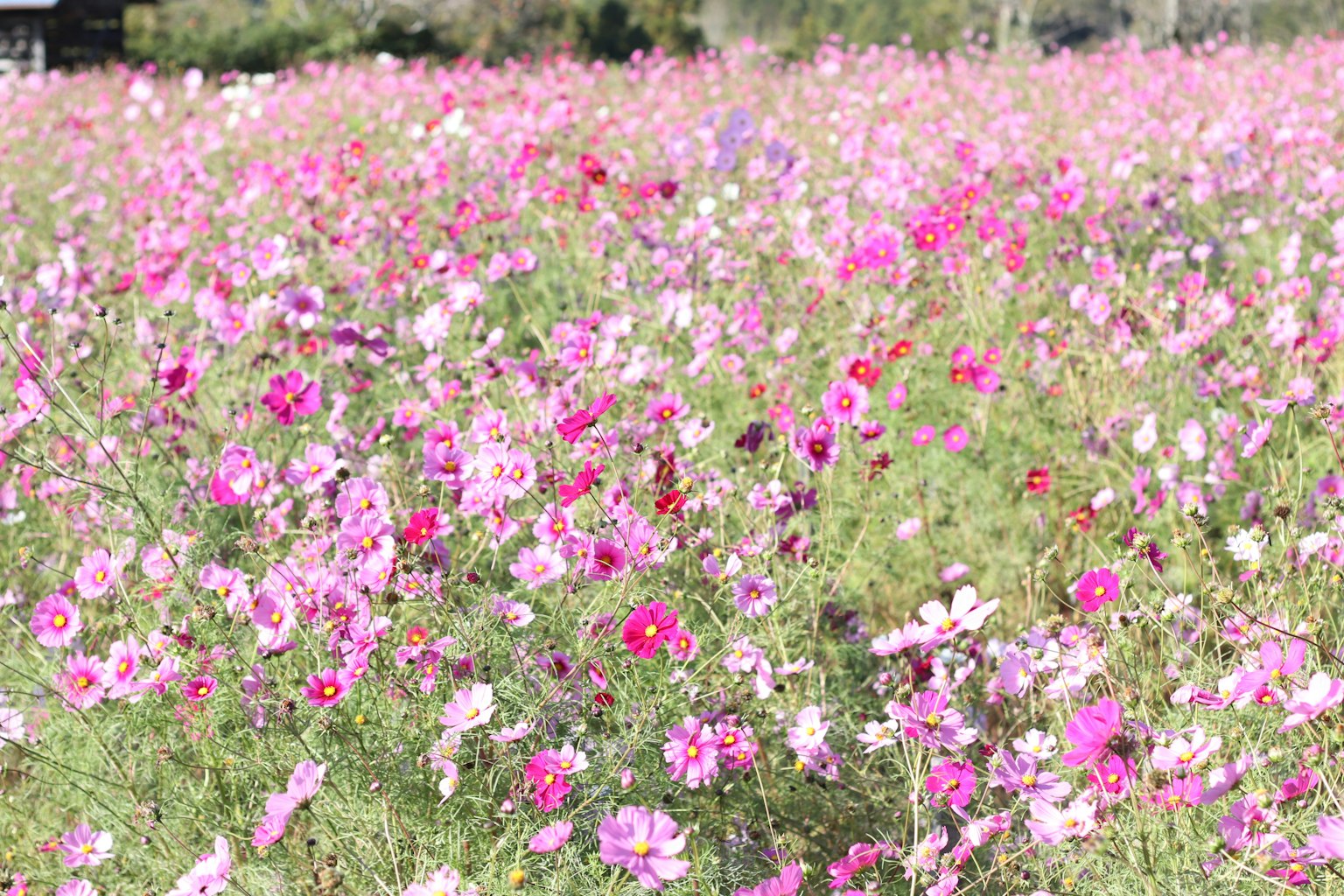 Un vaste champ de fleurs cosmos en fleurs de différentes nuances de rose