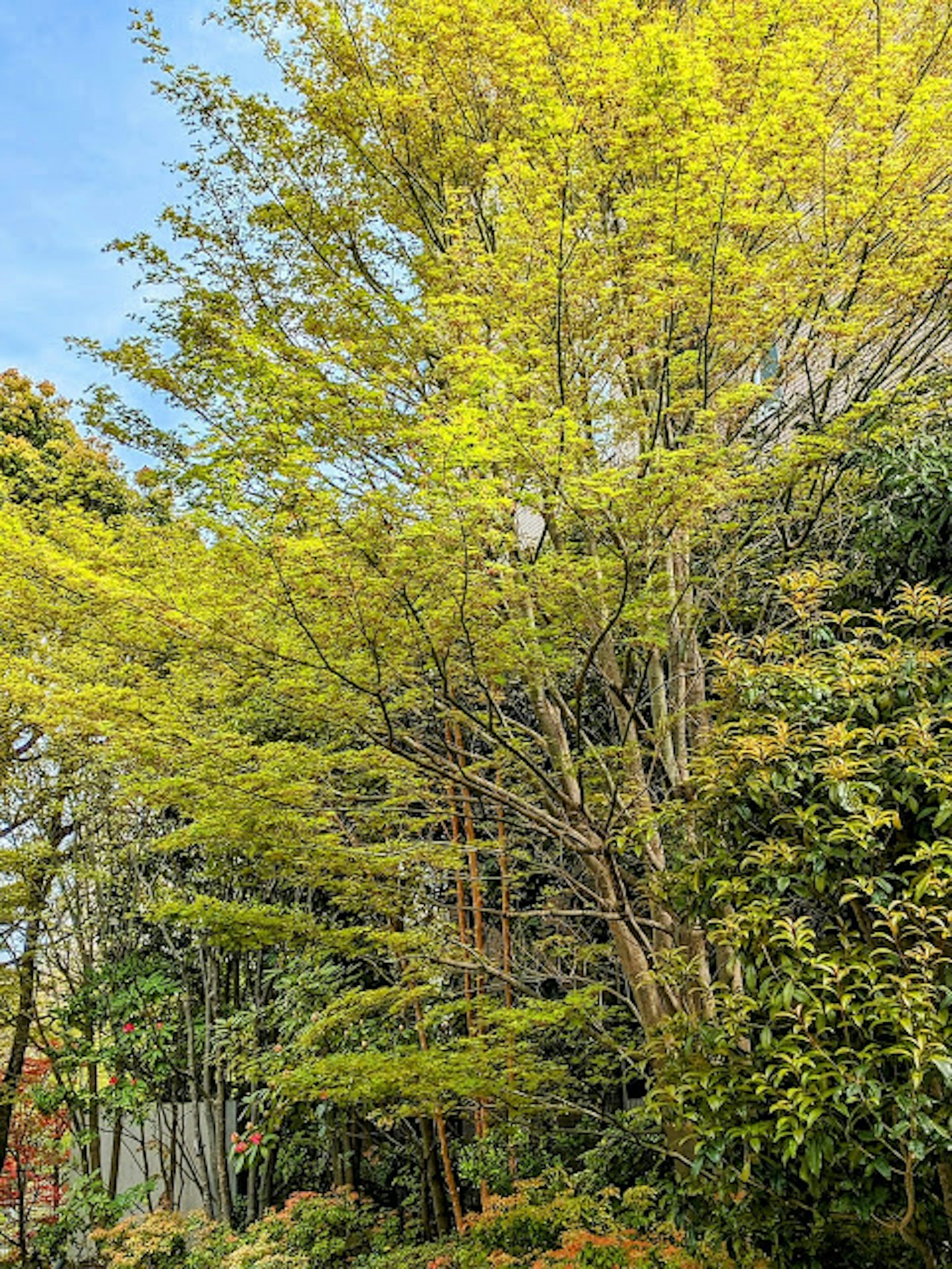Eine üppige Szene mit einem Baum mit leuchtend grünen Blättern
