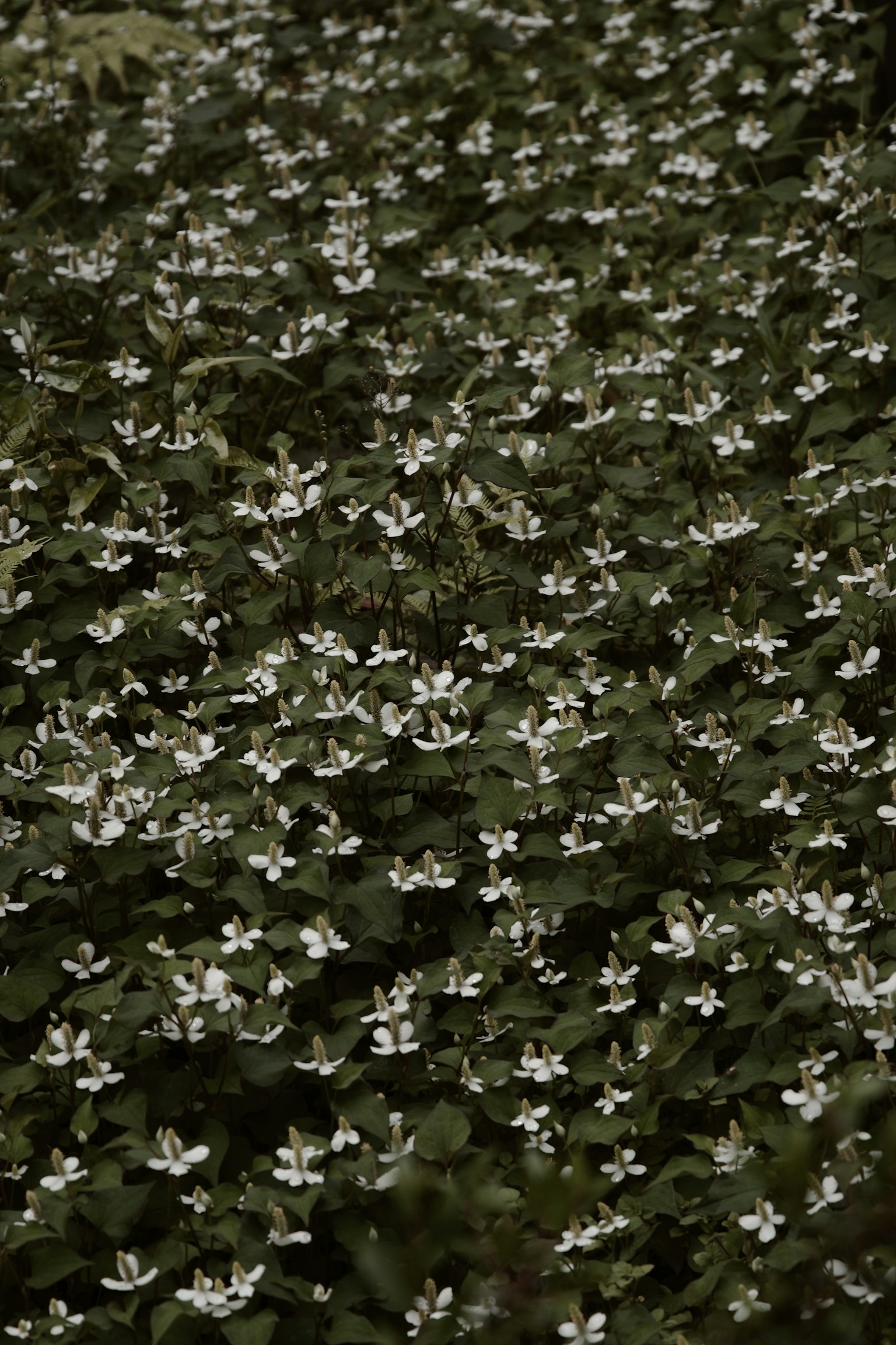 A dense carpet of small white flowers surrounded by green leaves