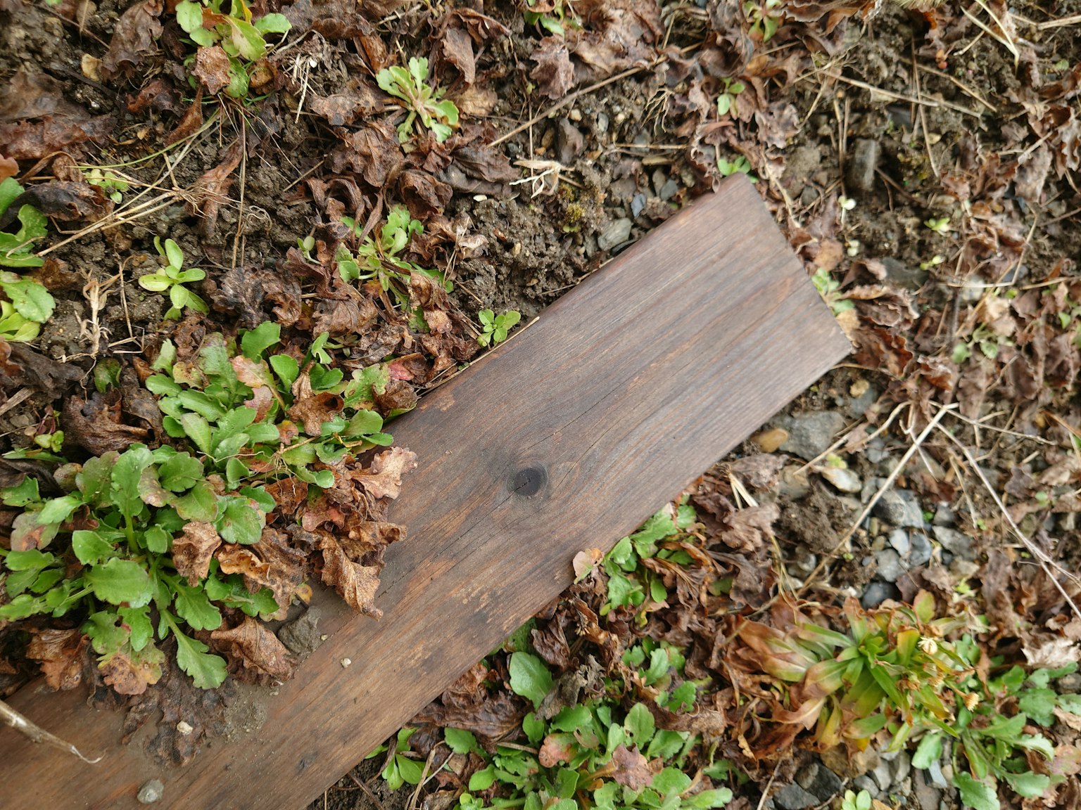 Holzbrett auf dem Boden umgeben von grünen Pflanzen und trockenen Blättern