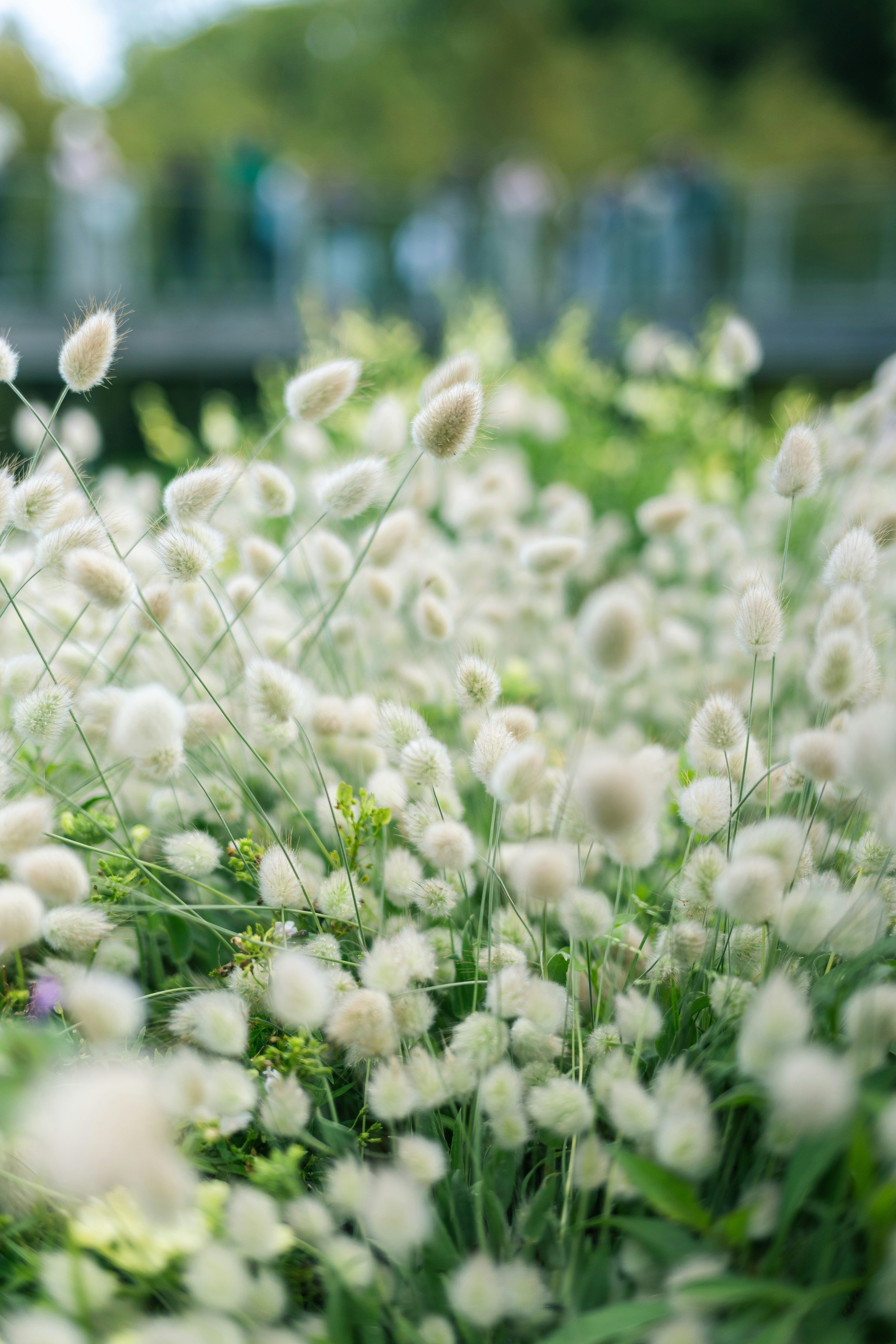 white fluffy seed heads swaying in a grassy field