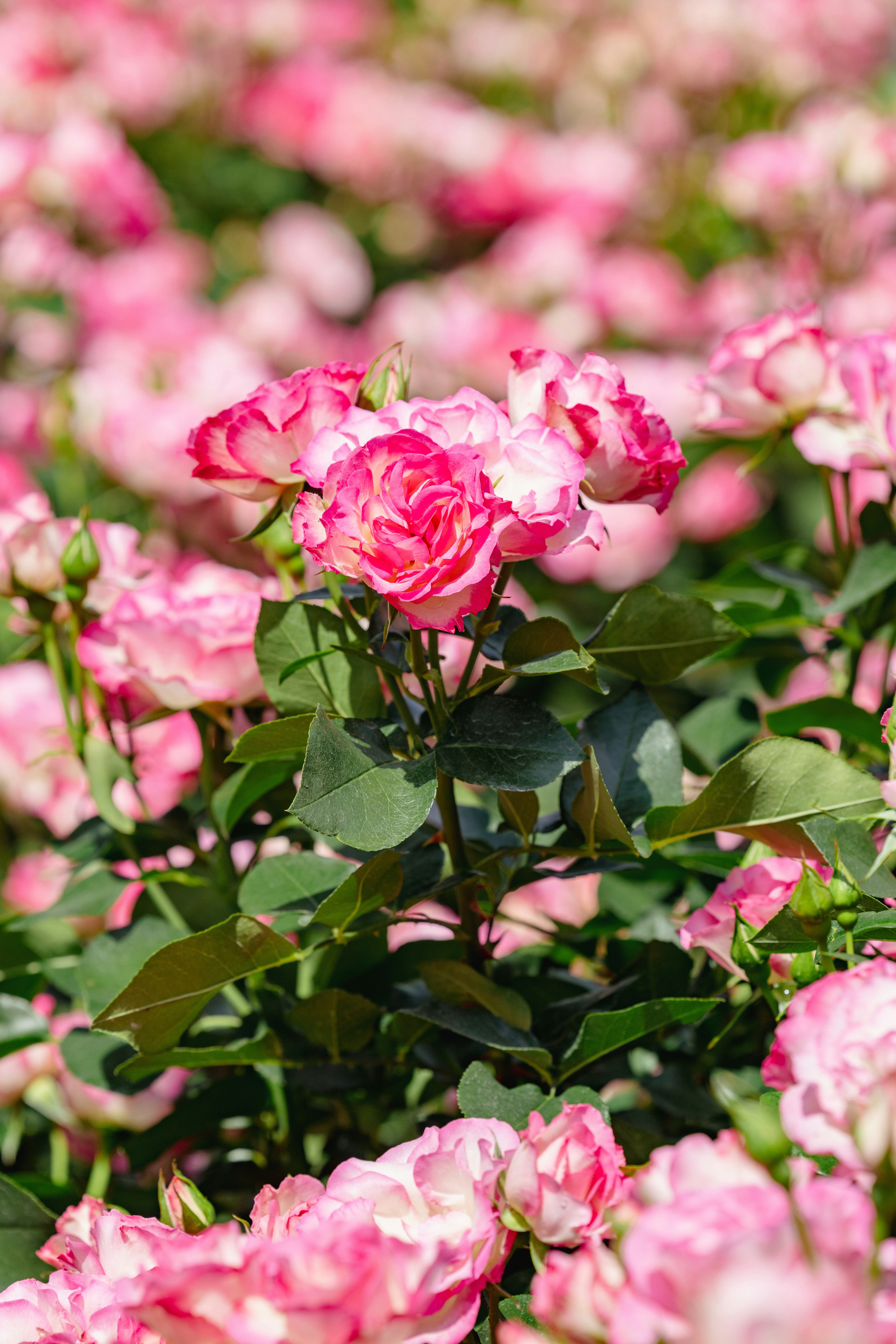 ピンクのバラの花束と花びらのクローズアップ