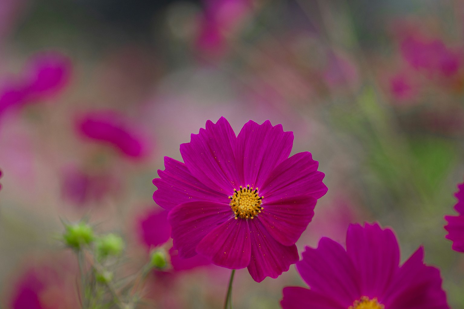Gros plan de fleurs cosmos roses vives avec des centres jaunes